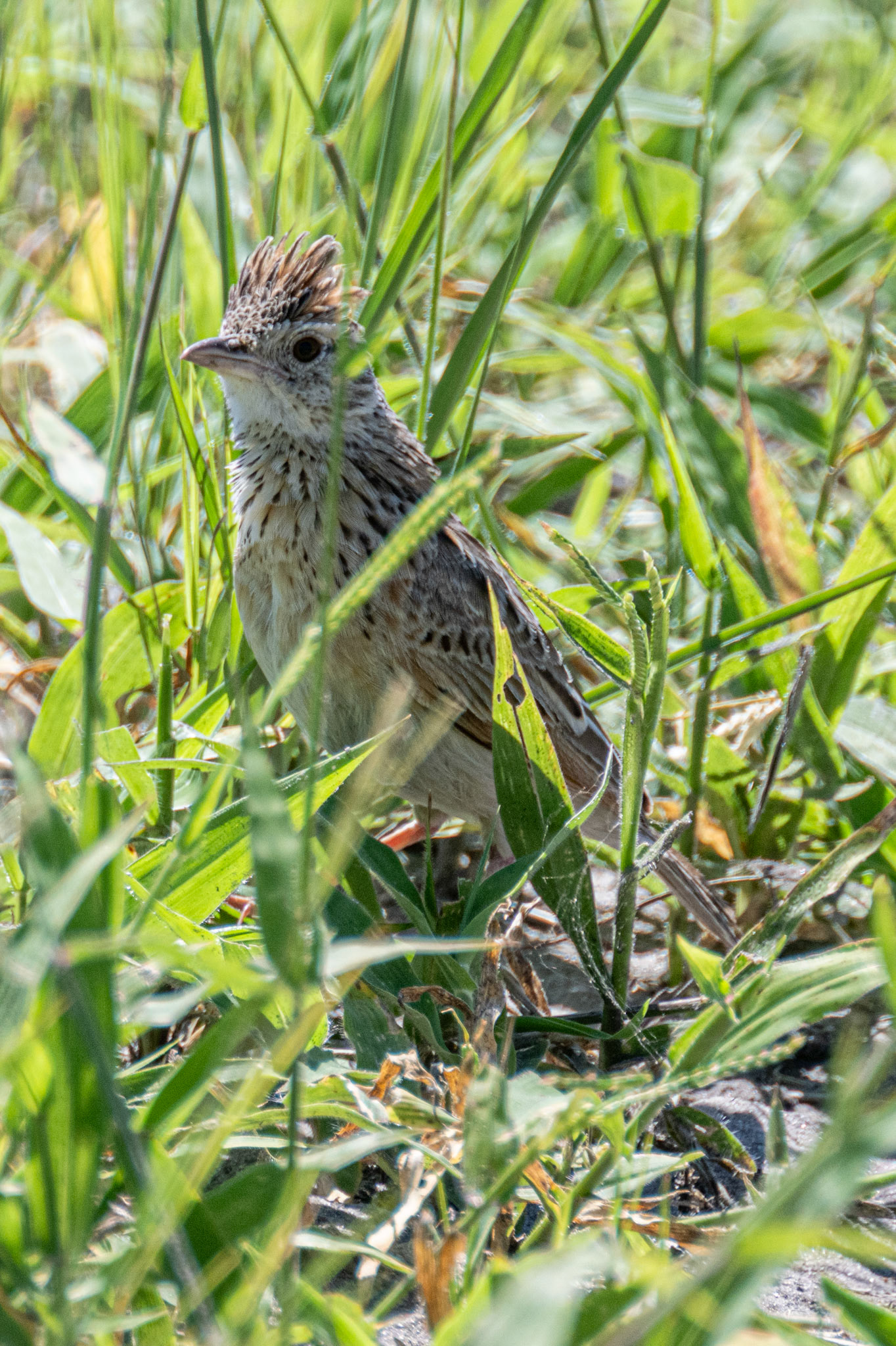 Rufous-naped Lark