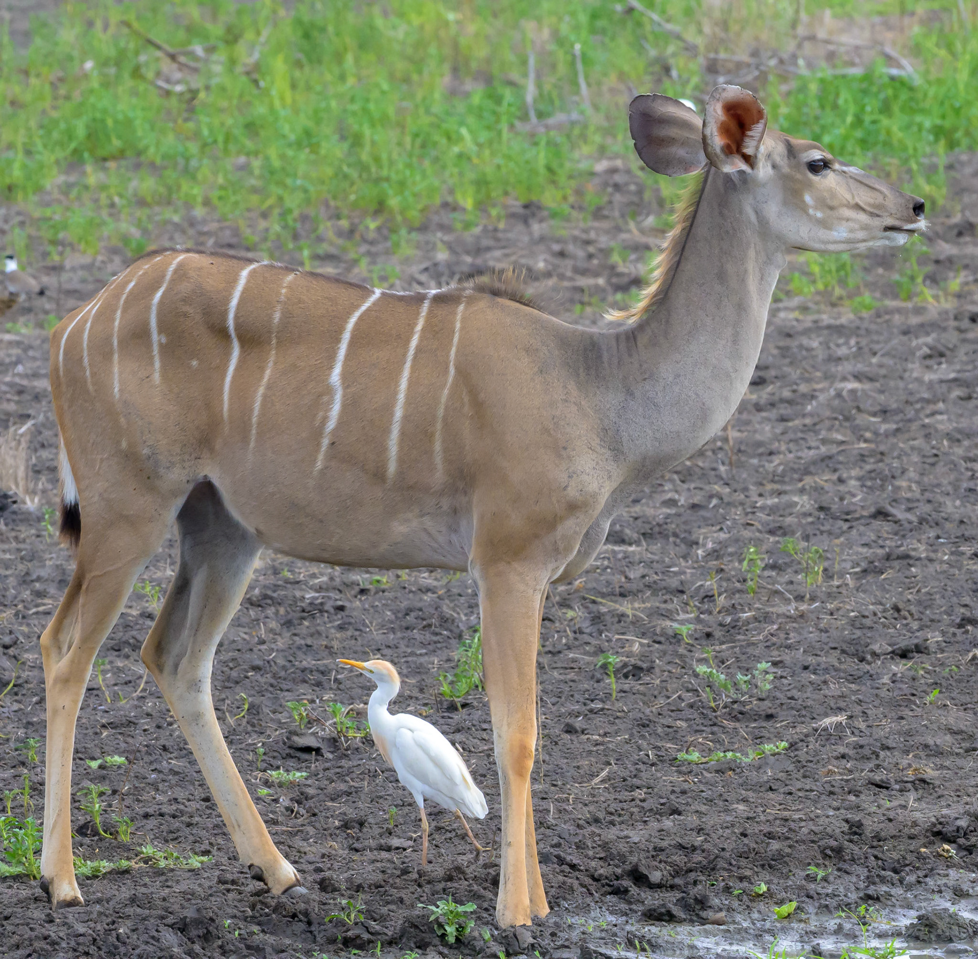 Lesser Kudu