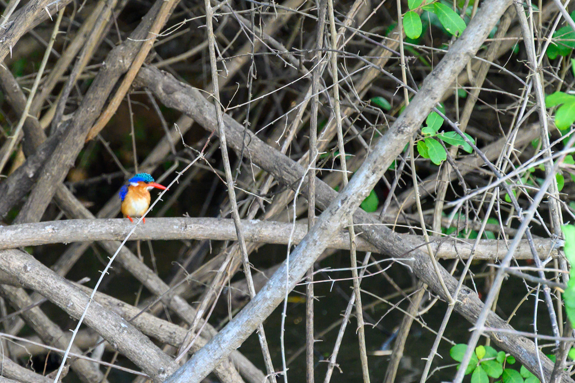 Malachite Kingfisher    3 inches of unsurpassed wonderment
