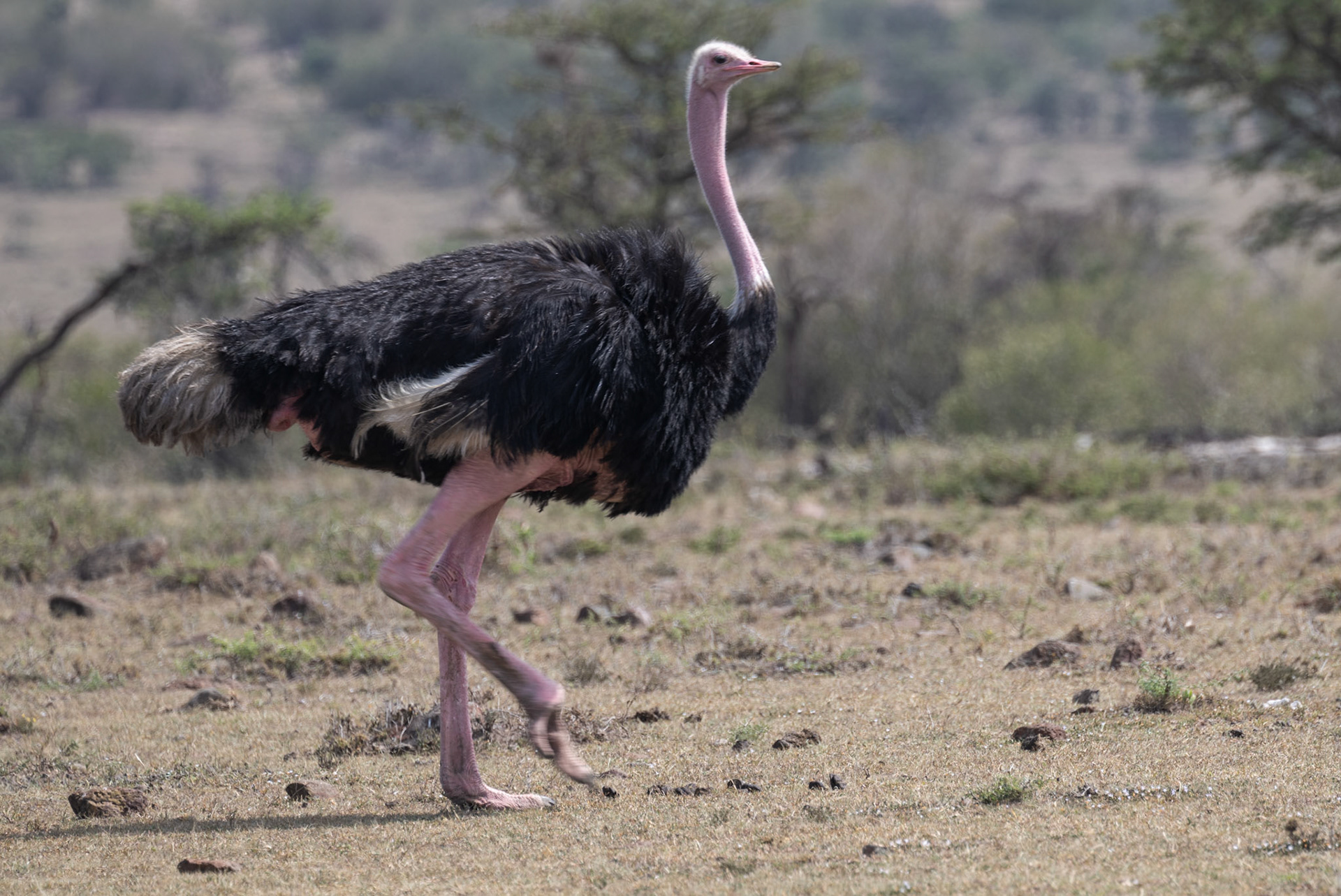 Ostrich