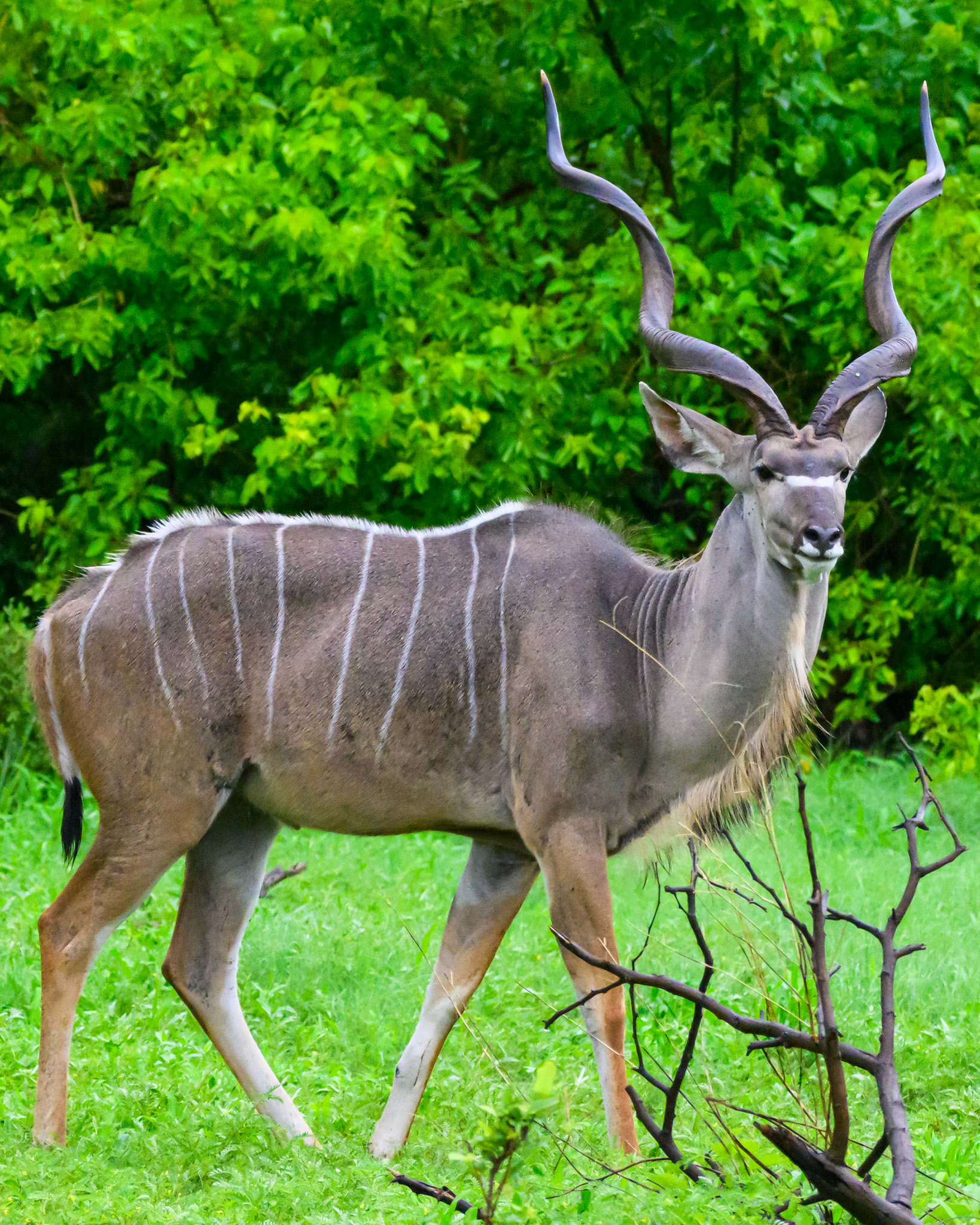Greater Kudu   Male