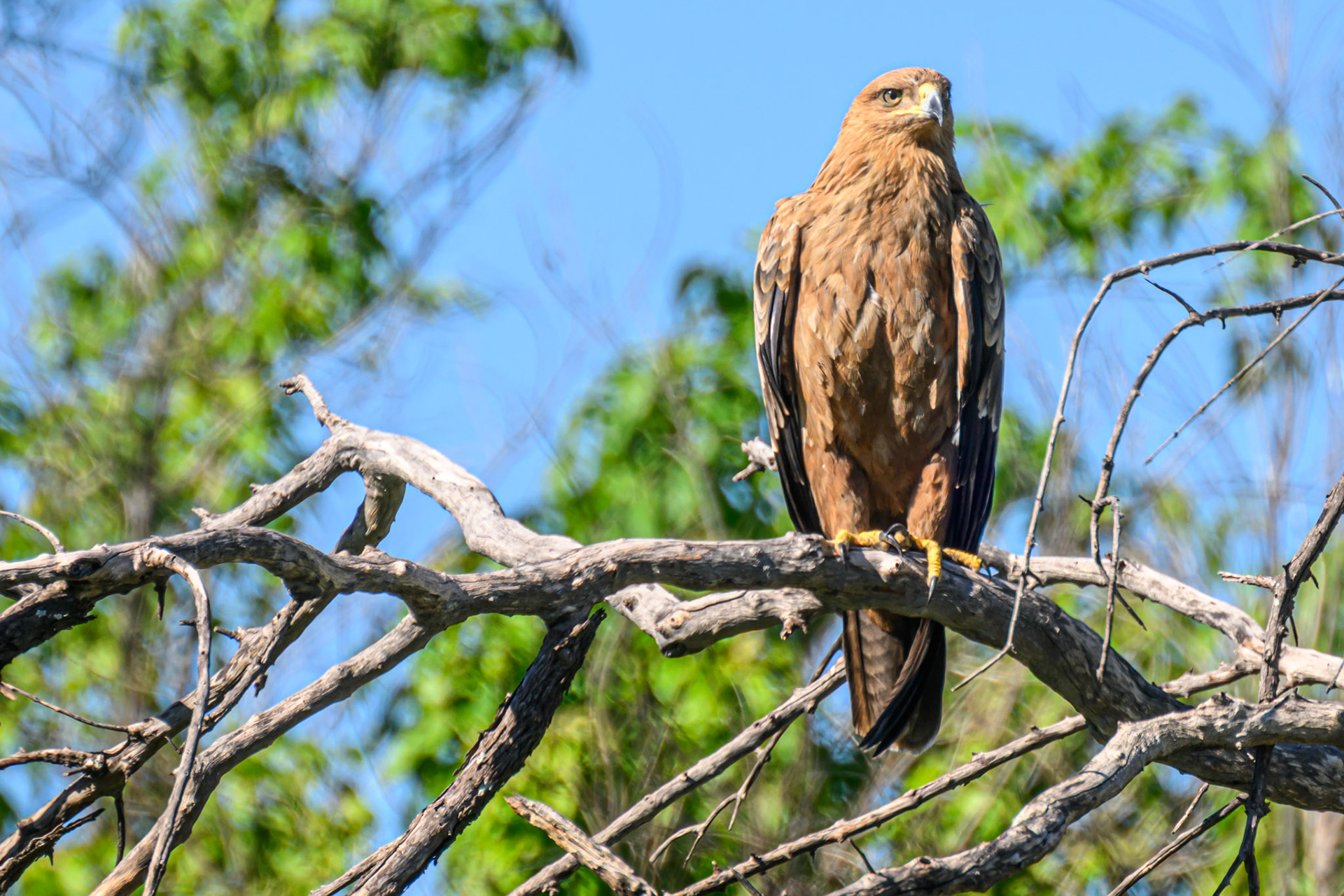 Tawny Eagle