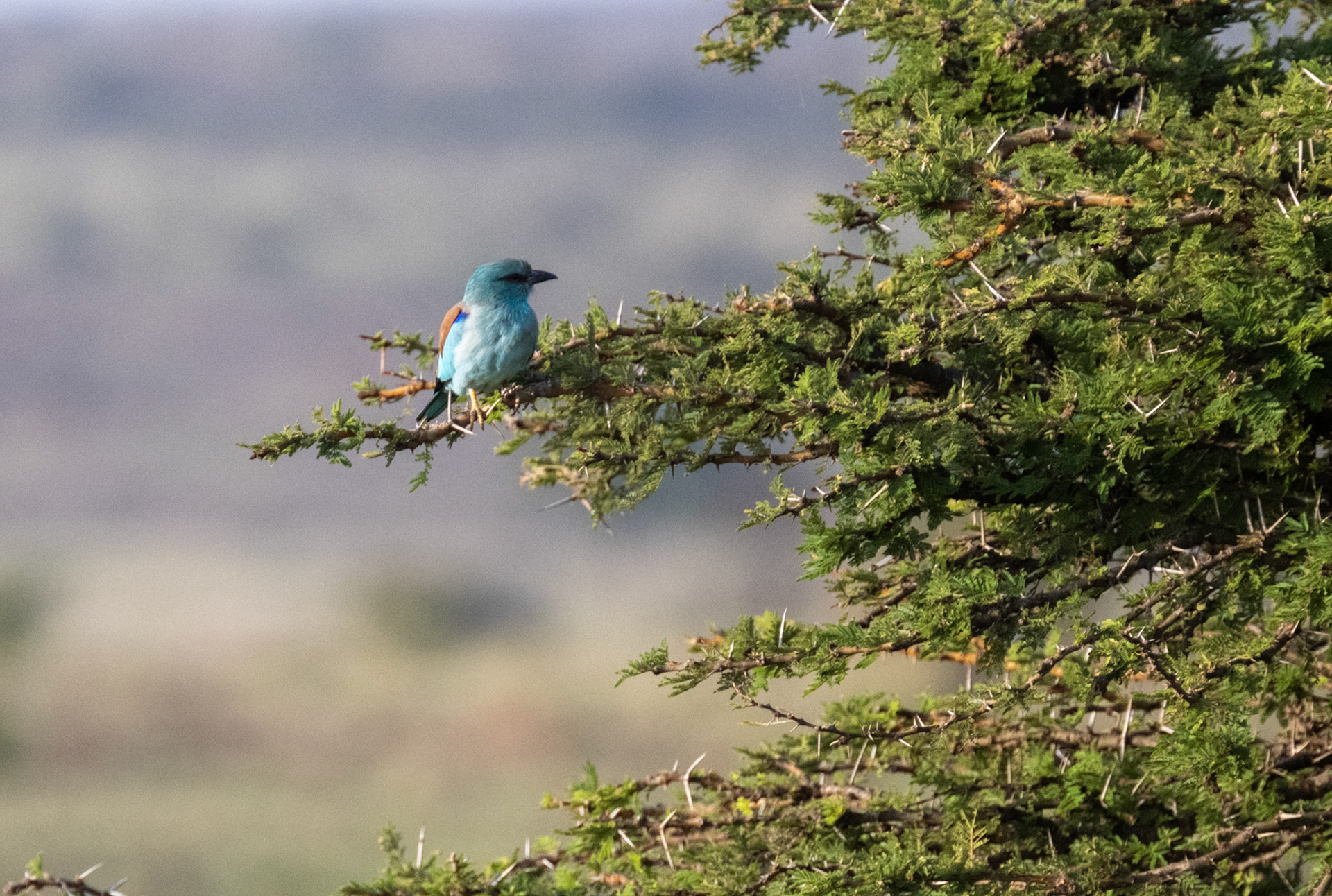 European Roller