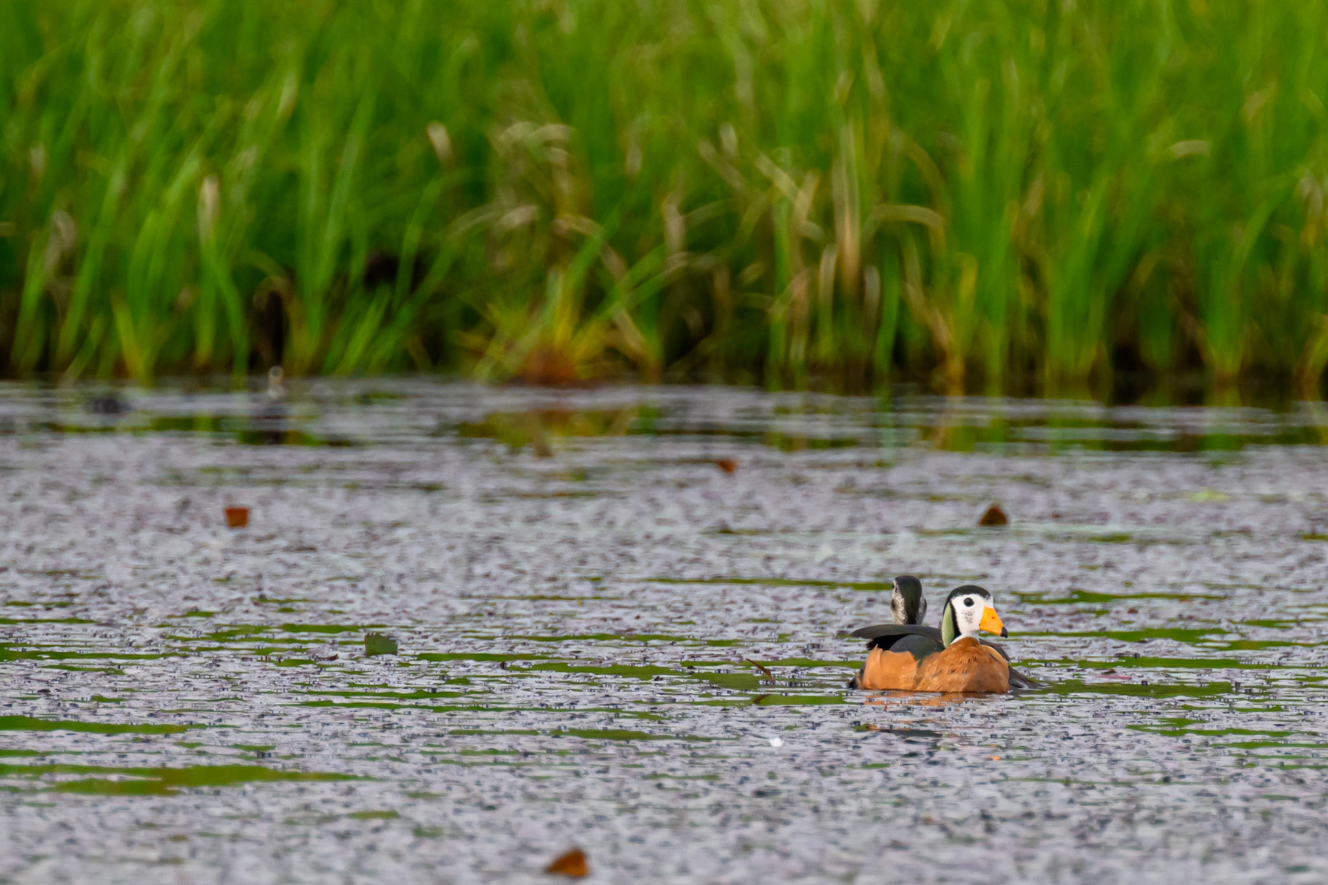 African Pygmy Goose
