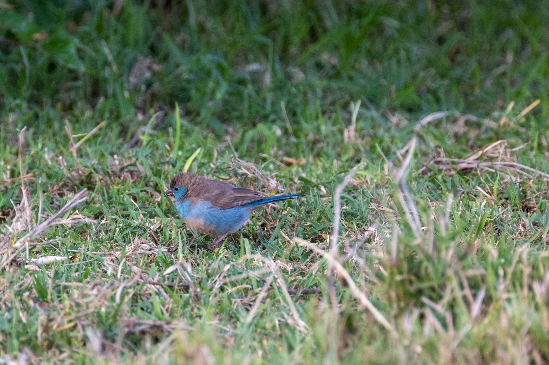 Southern Cordon-Bleu
