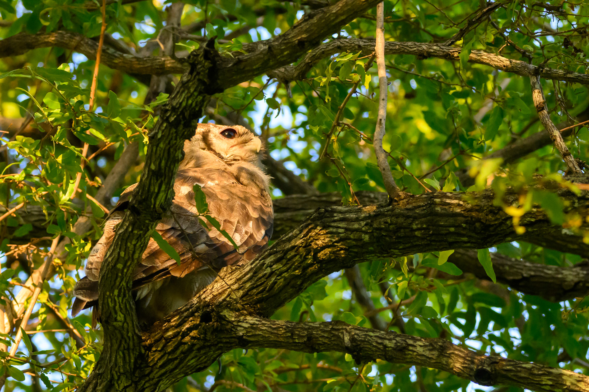 Verreaux Eagle-Owl