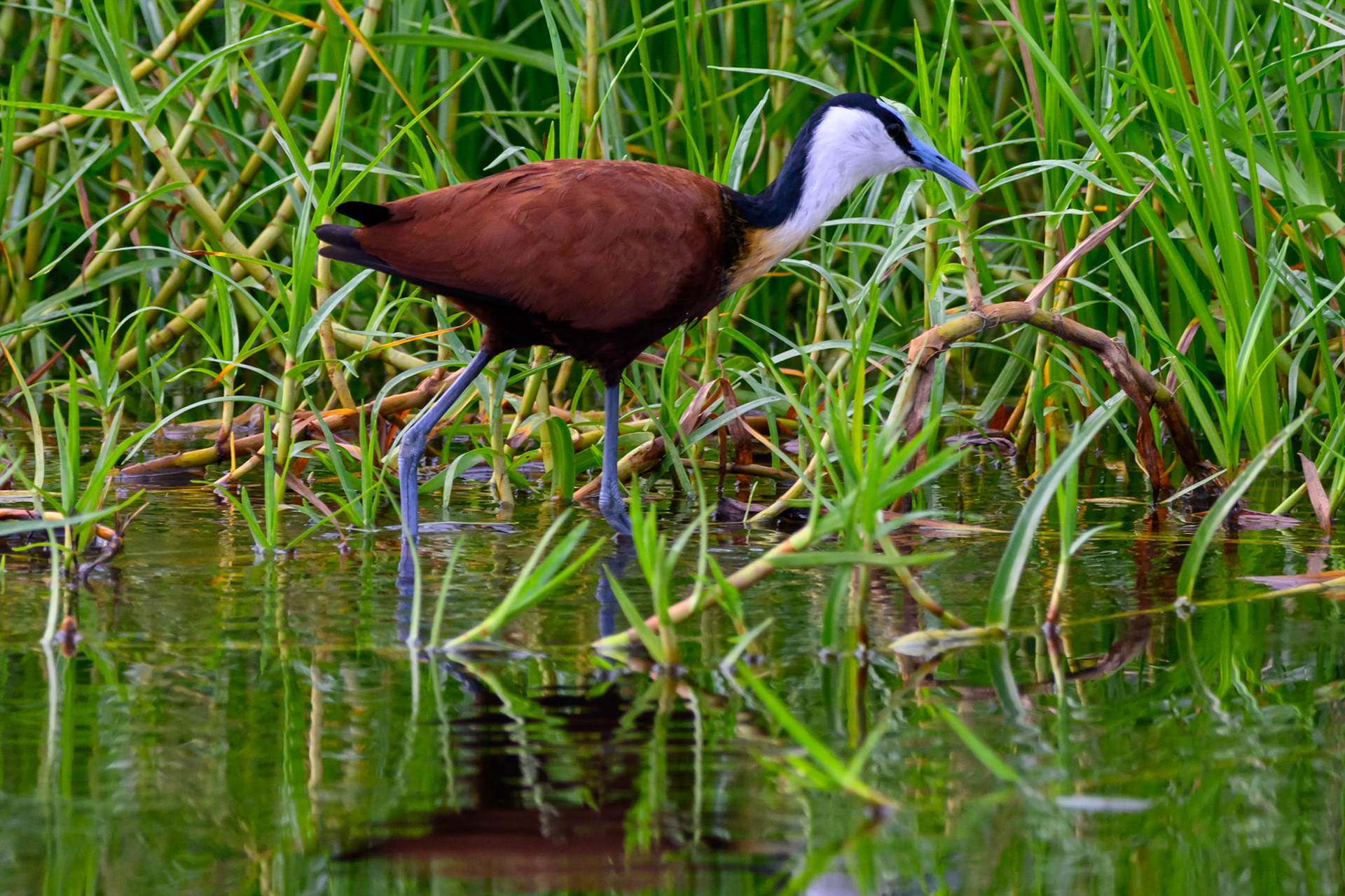 African Jacana