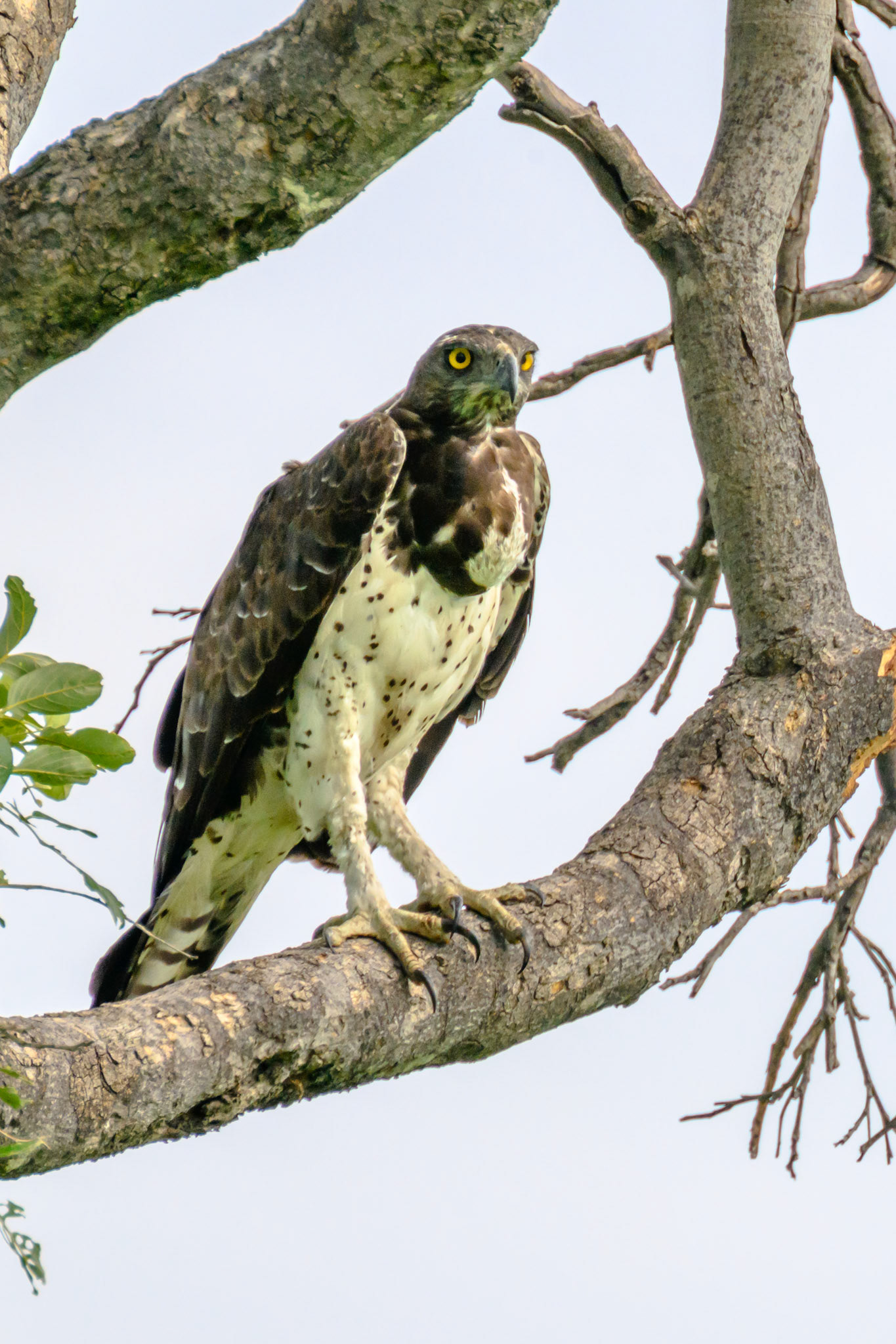 Martial Eagle