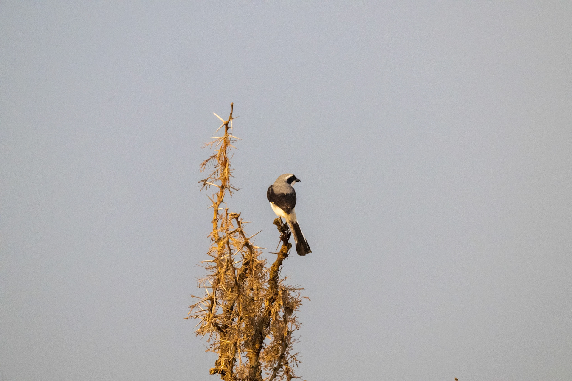 Grey-backed Fiscal