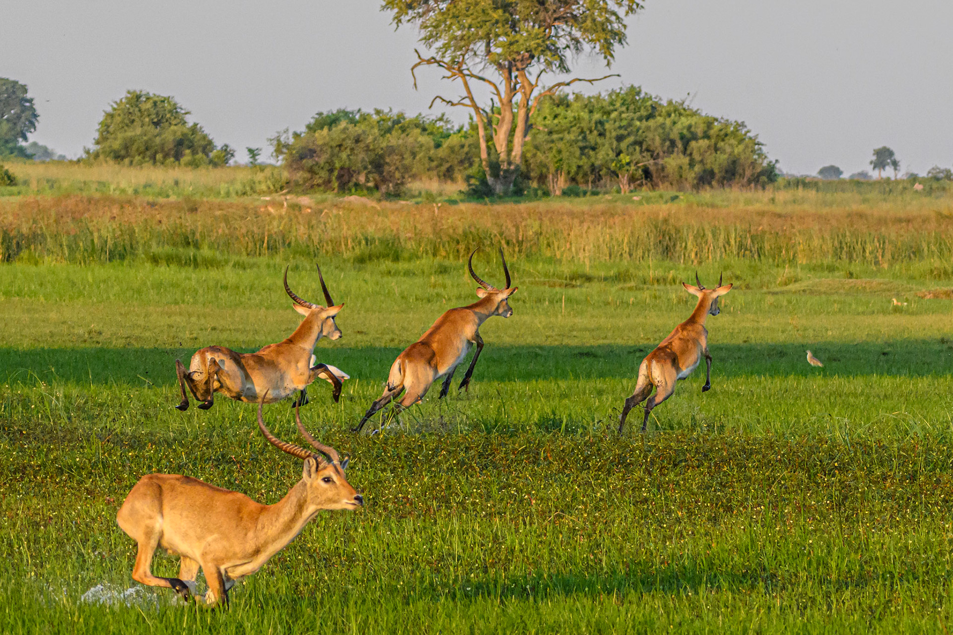 Red Lechwe letting off steam