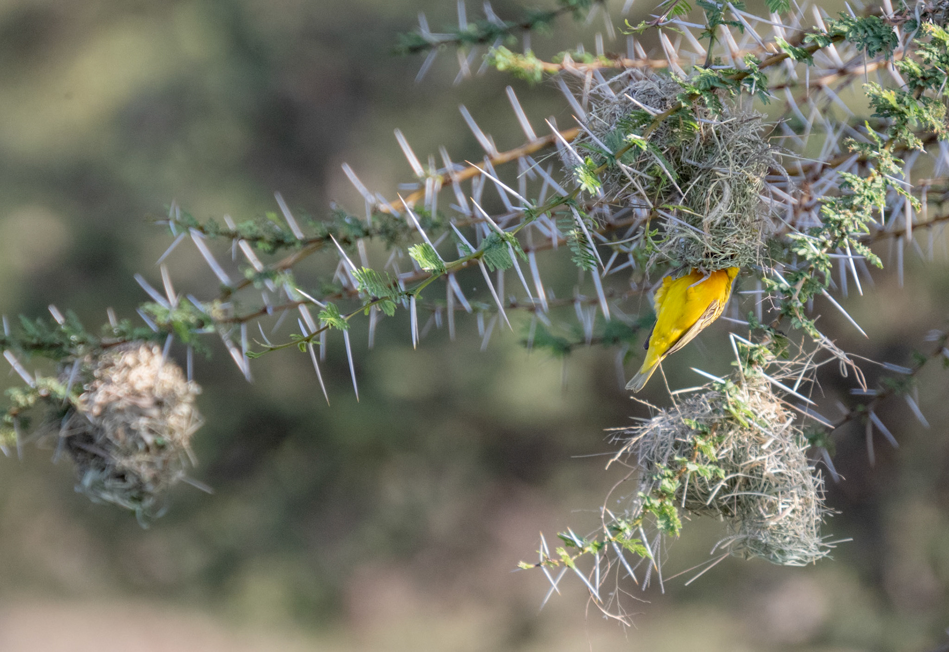 Common Weaver entering nest