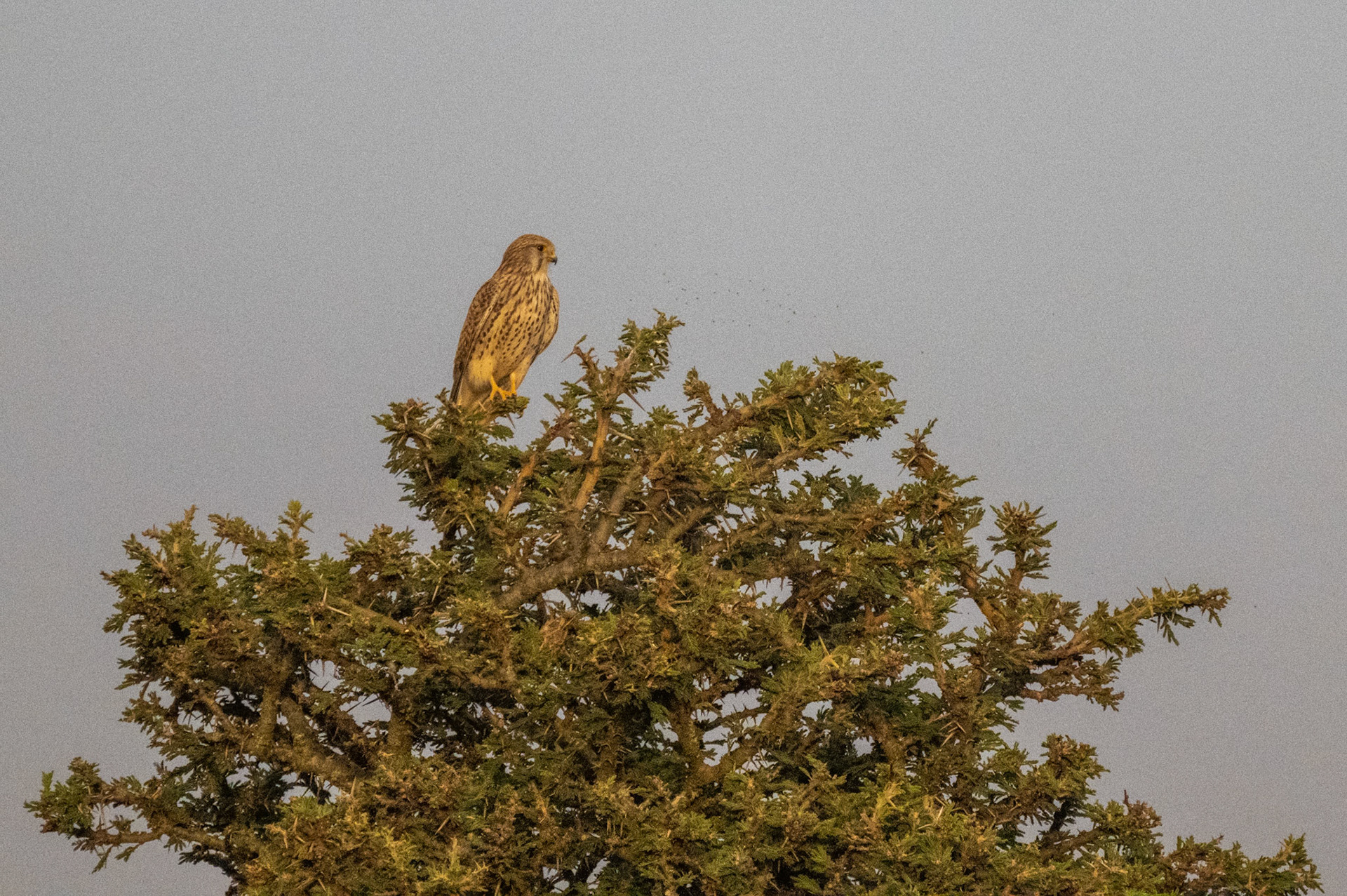 Common Kestrel