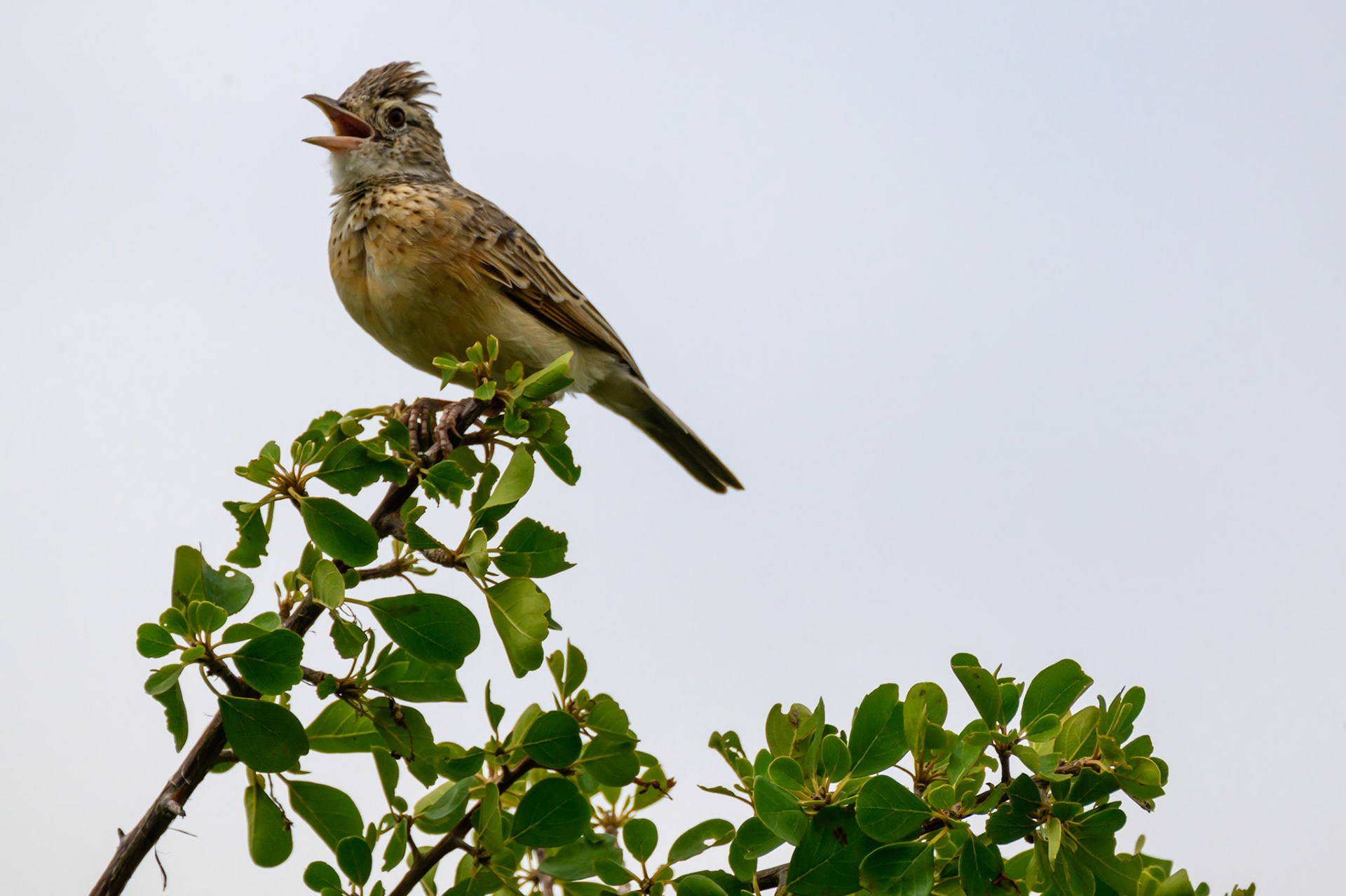 Rufous-naped Lark