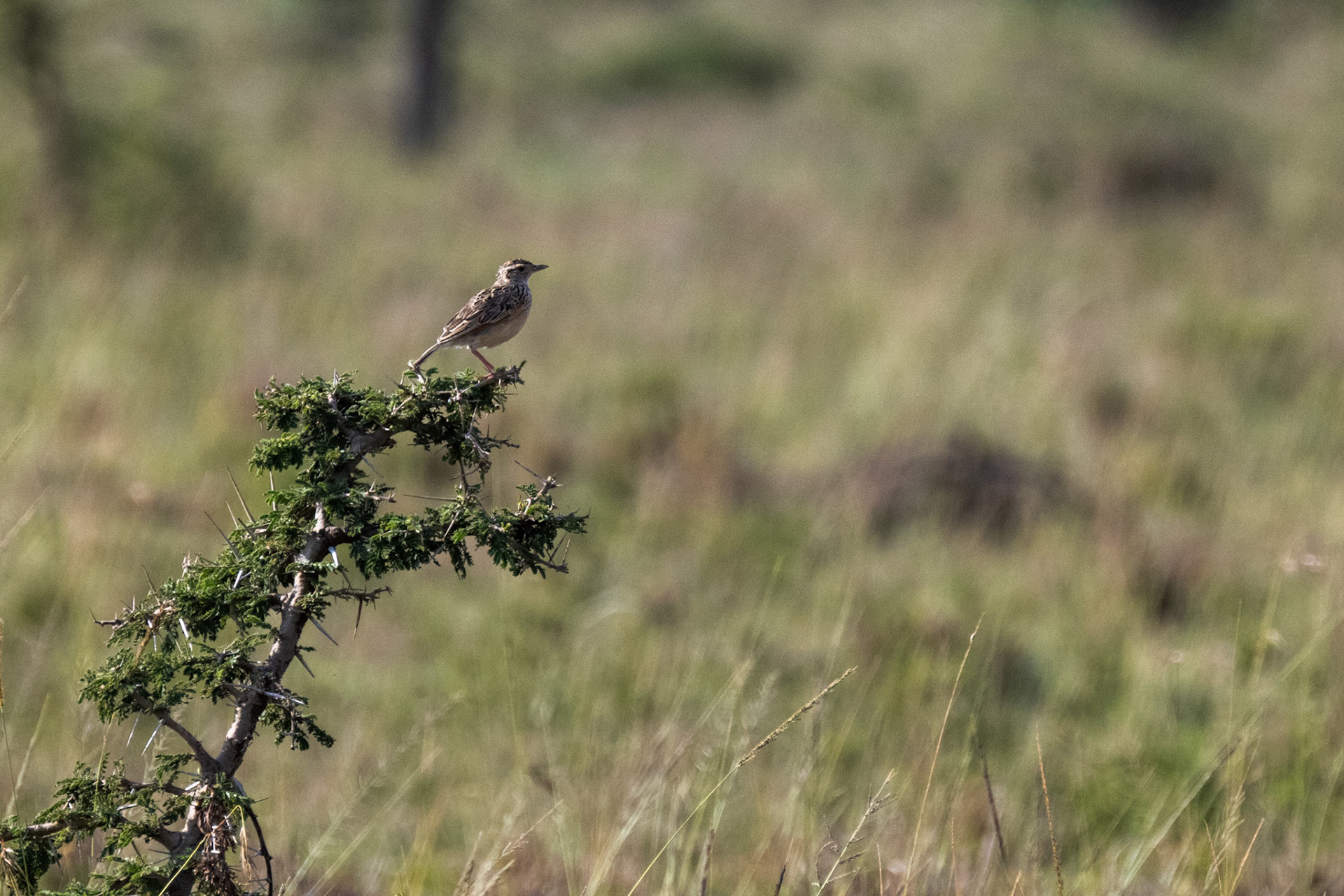 Singing Bush Lark