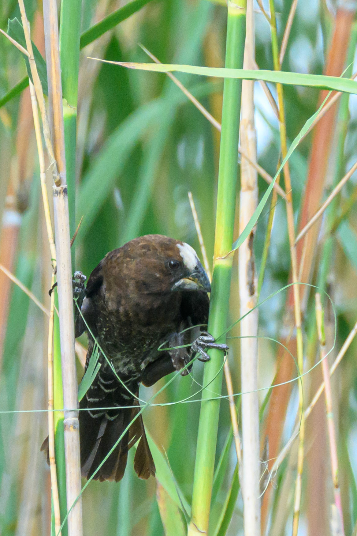 Thick-billed Weaver