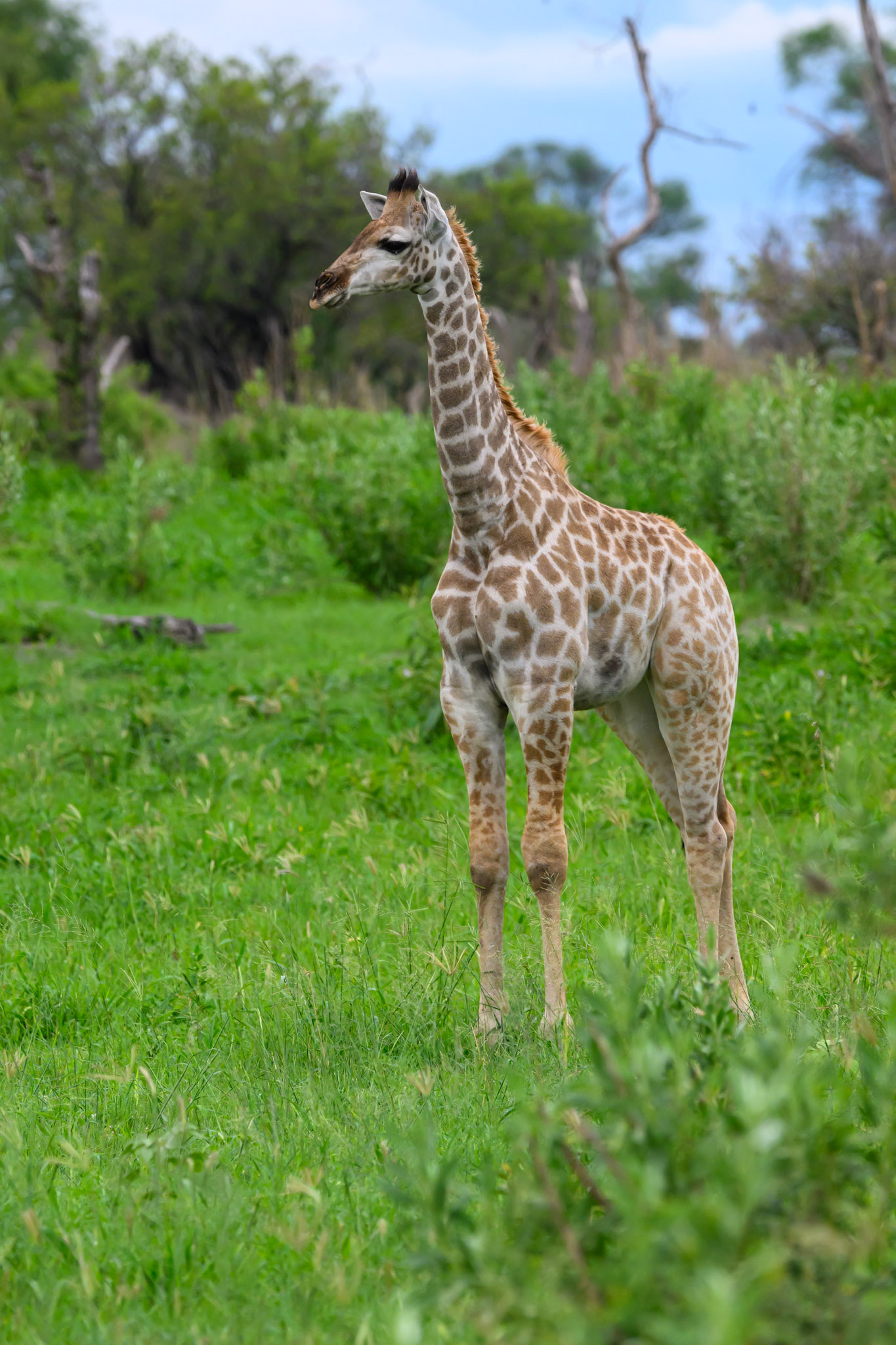 Southern Giraffe