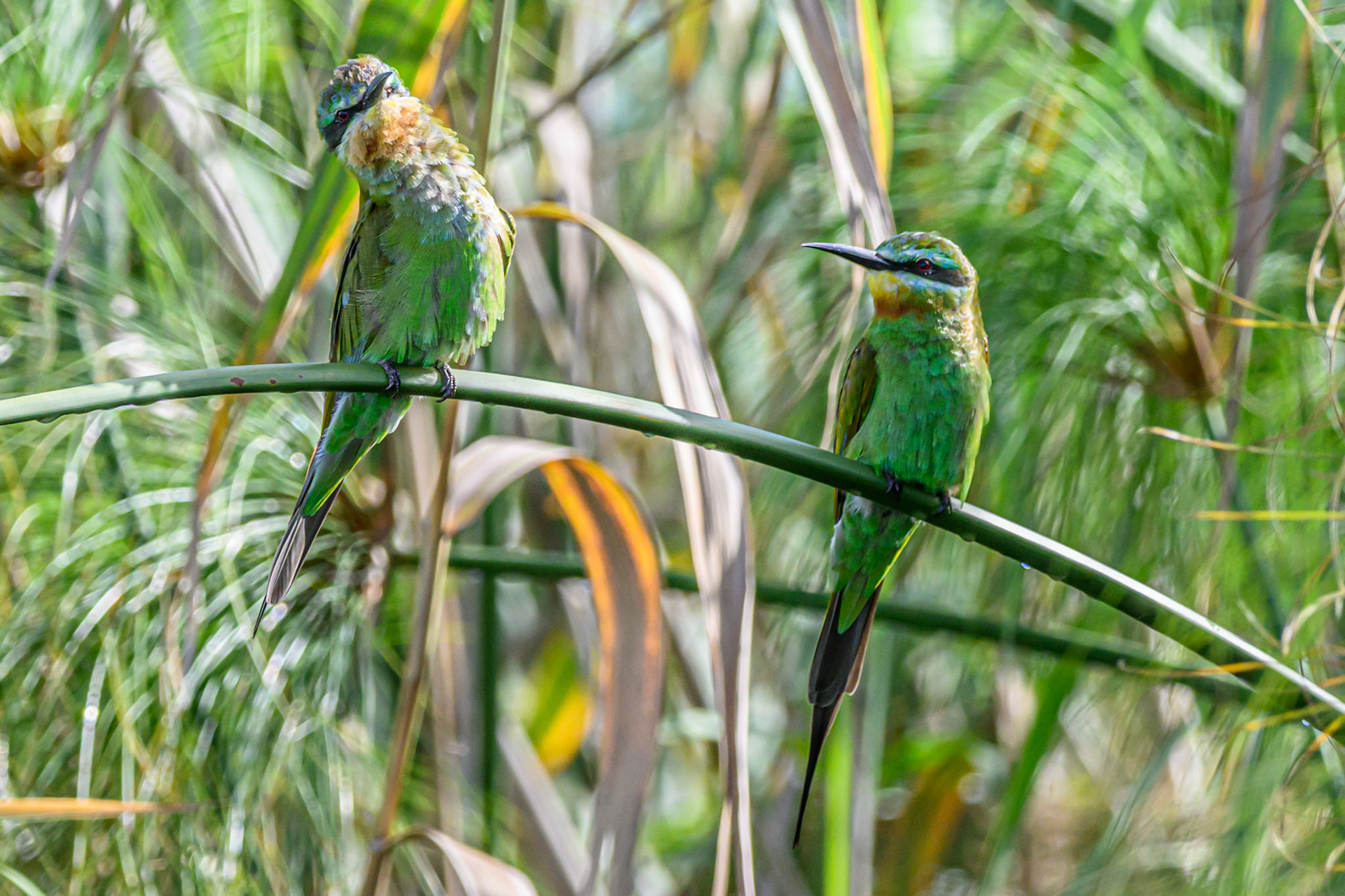 Blue-cheeked Bee-eater