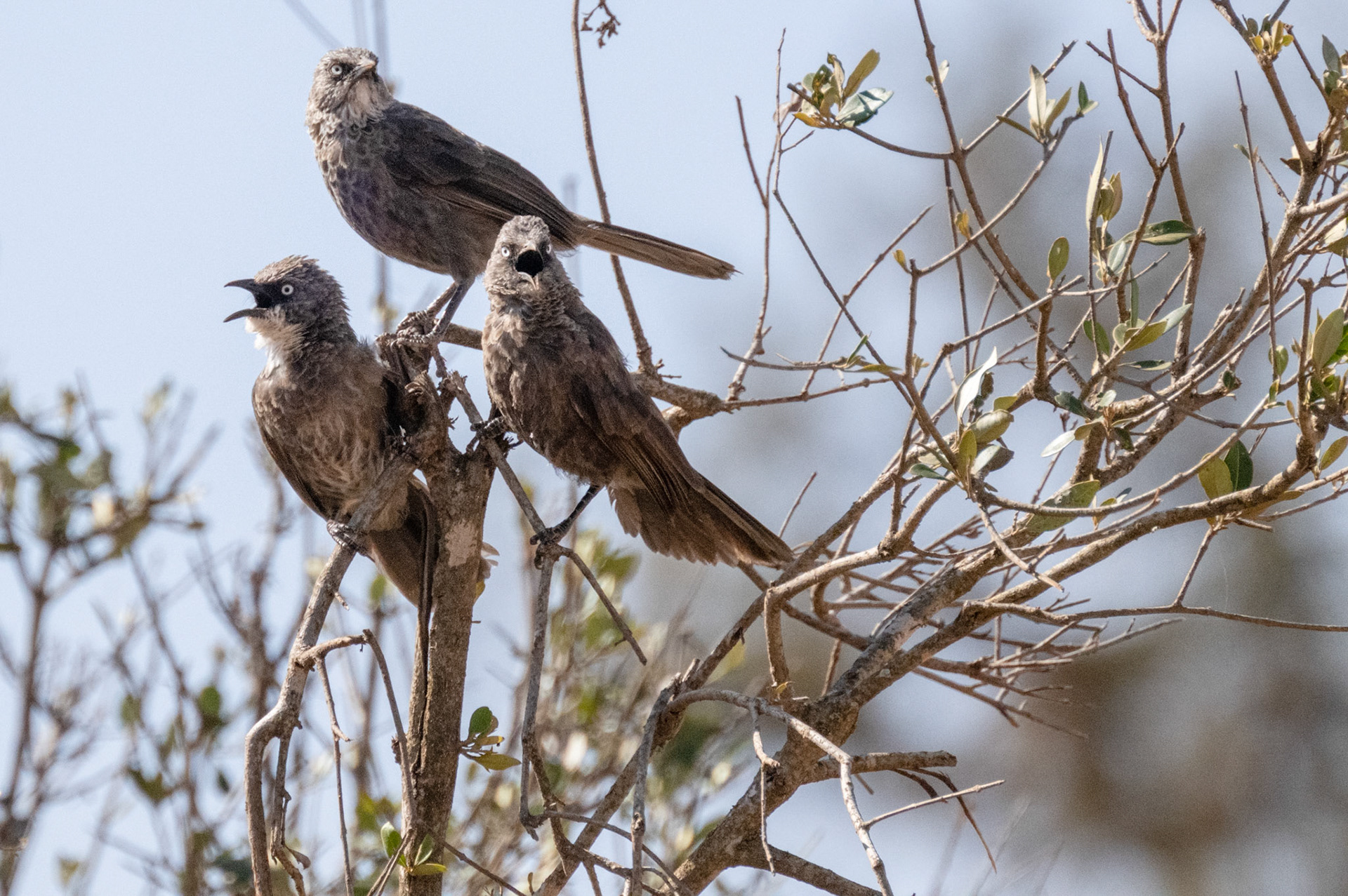 Black-Lored Babbler