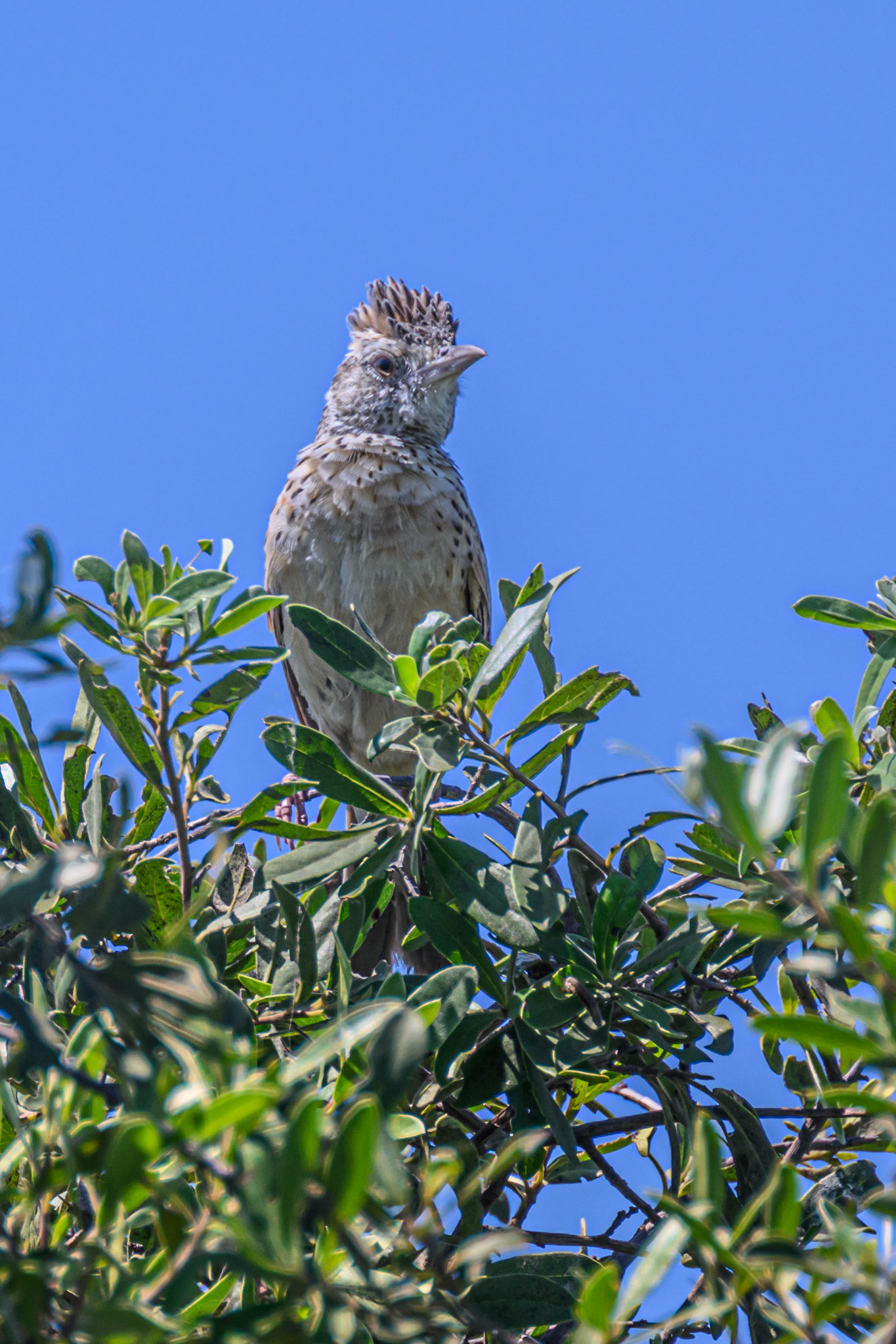 Rufous-naped Lark