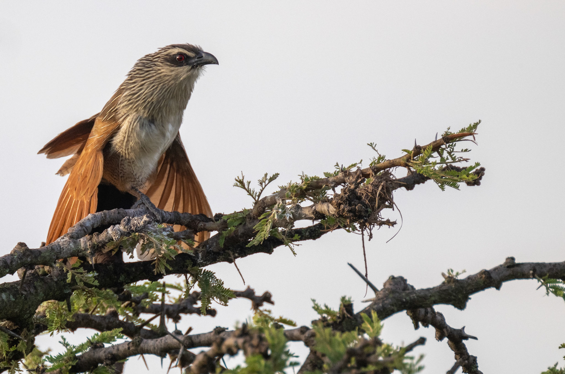 White-browed Coucal