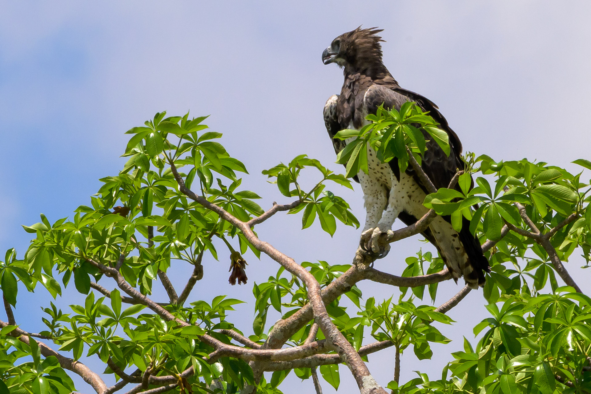 Martial Eagle