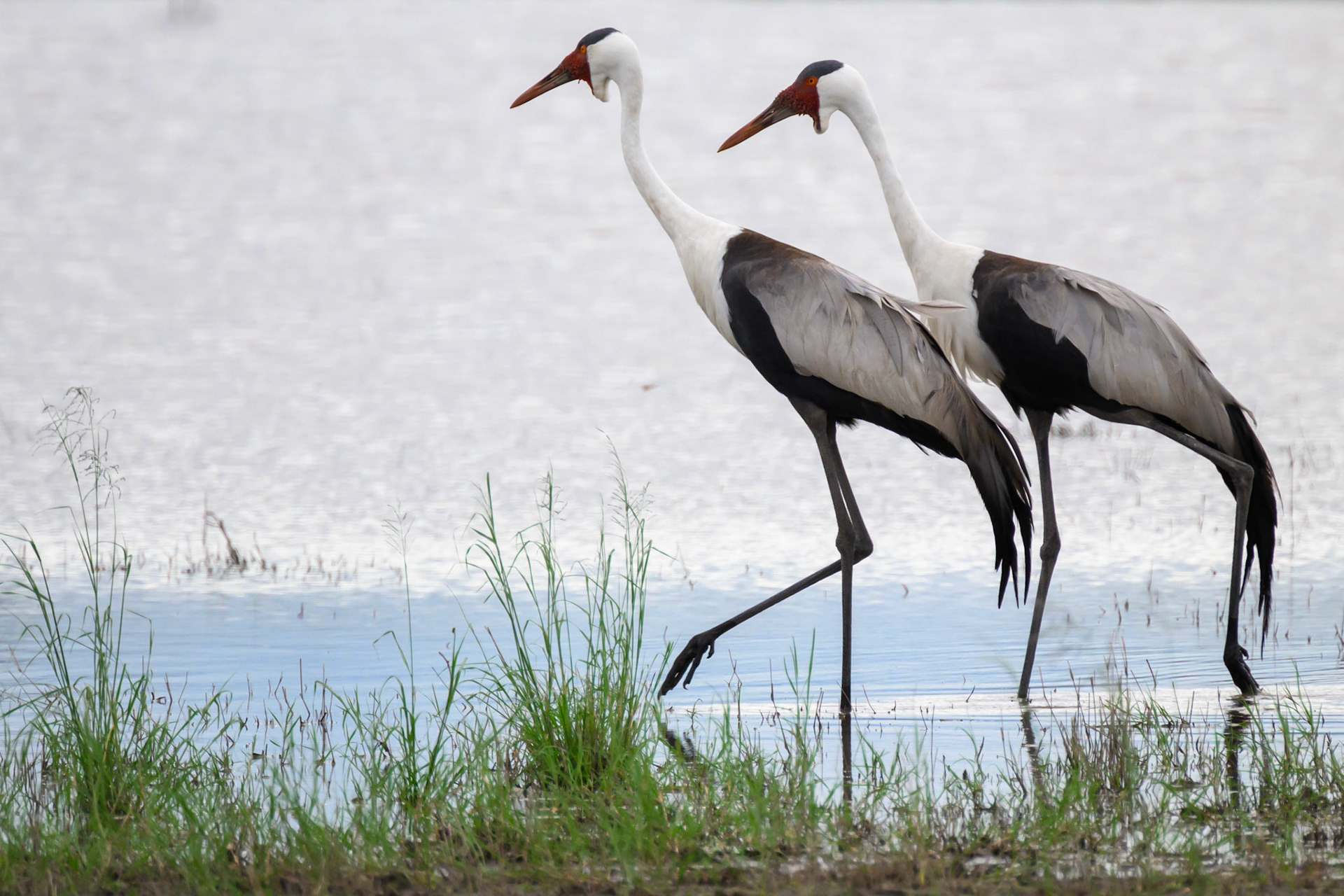 Wattled Cranes