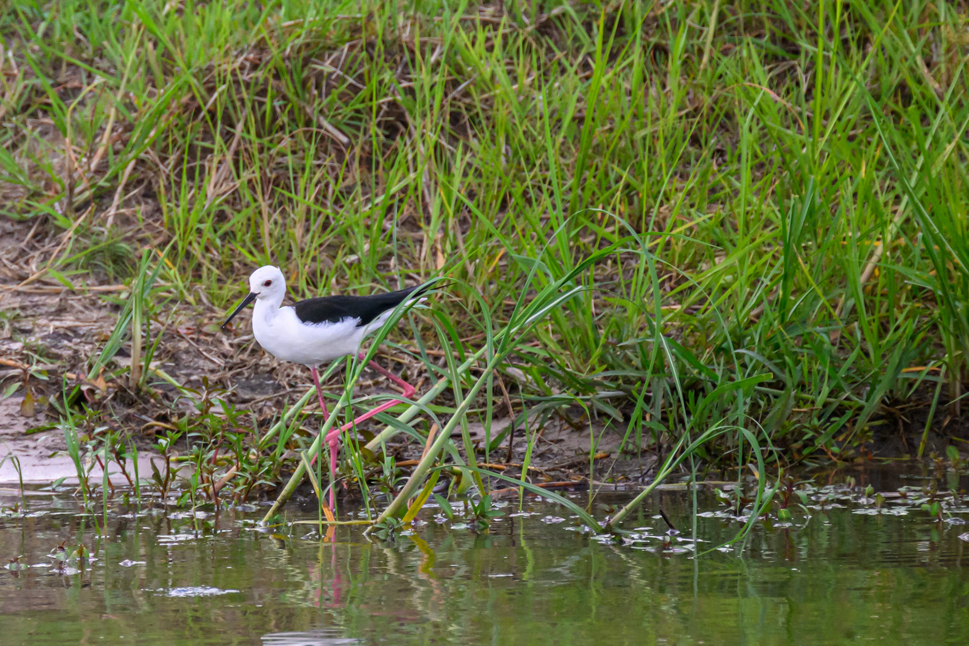 Black-winged Stilt