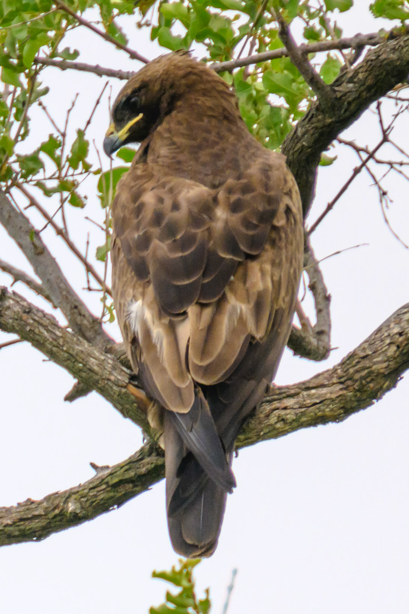 estern banded Snake Eagle
