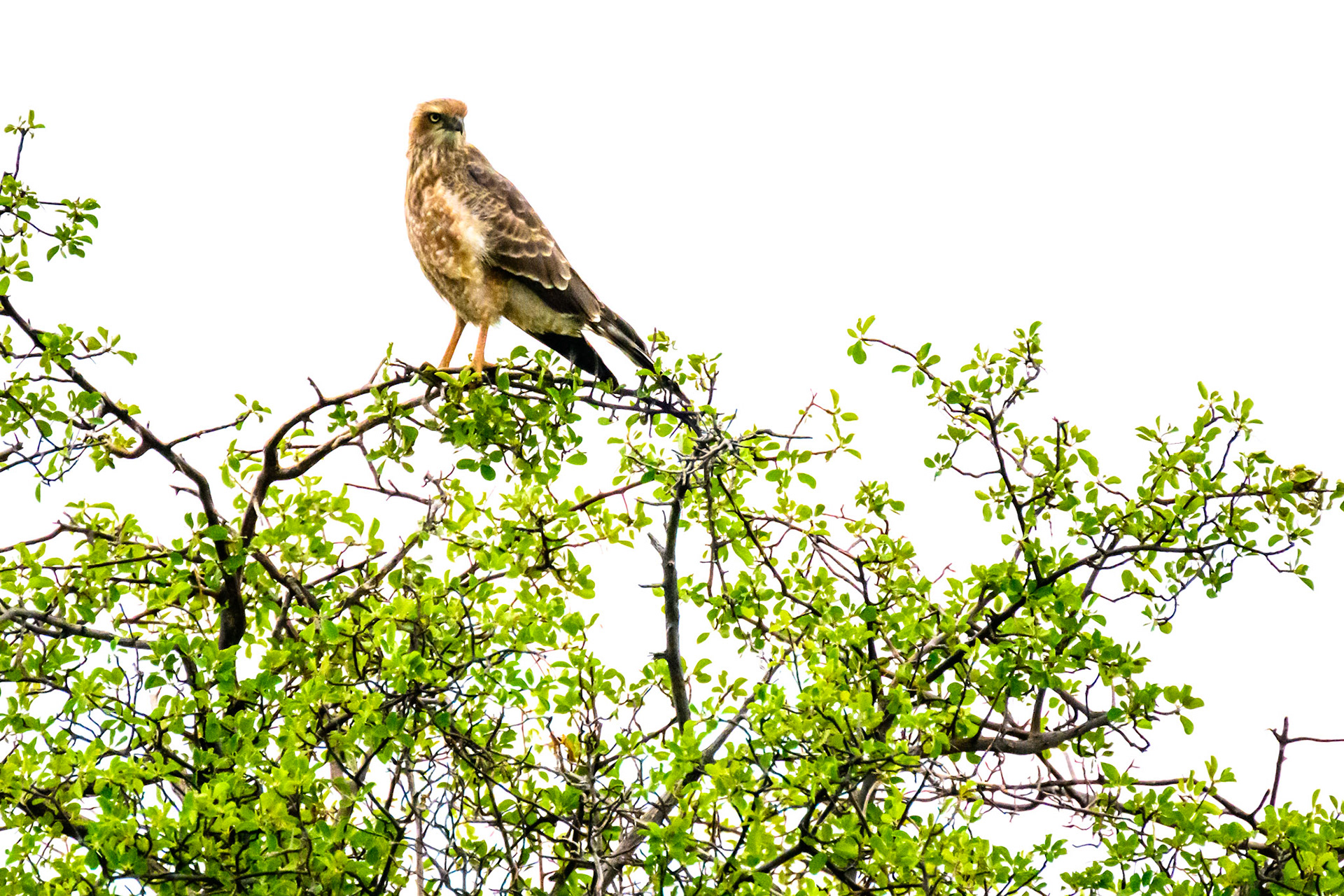 Pale Chanting Goshawk