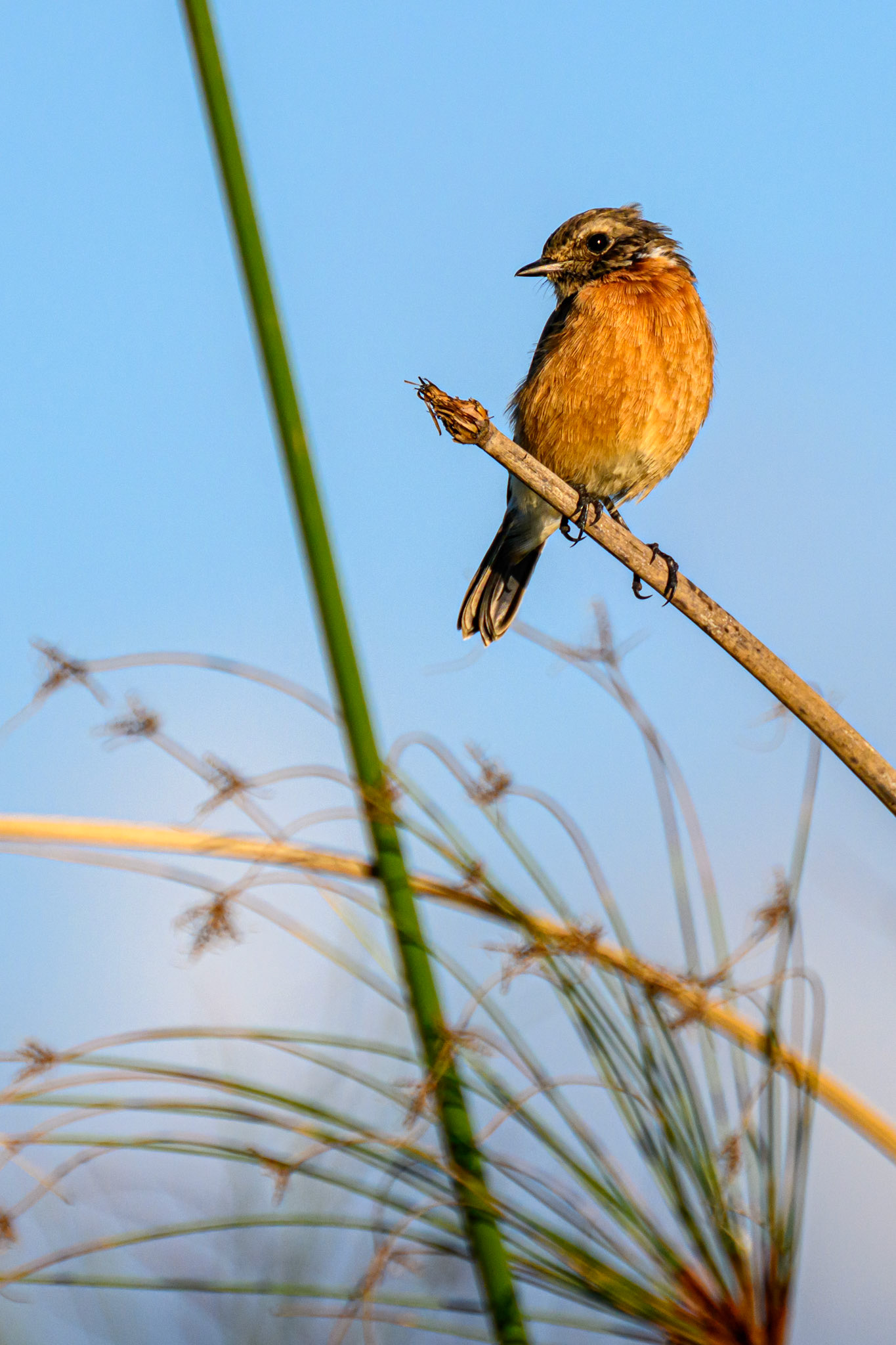 Stonechat