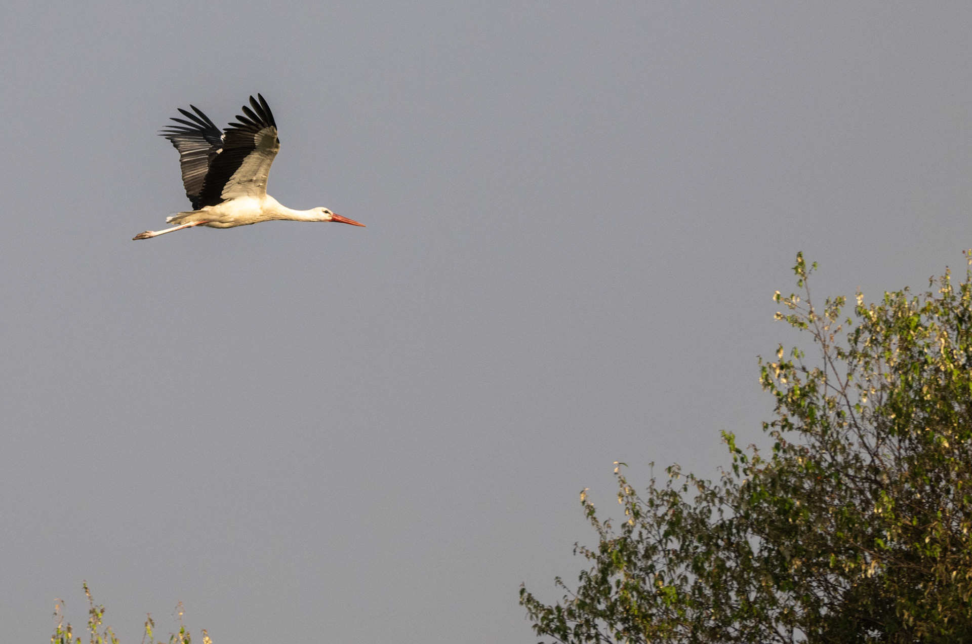 White Stork