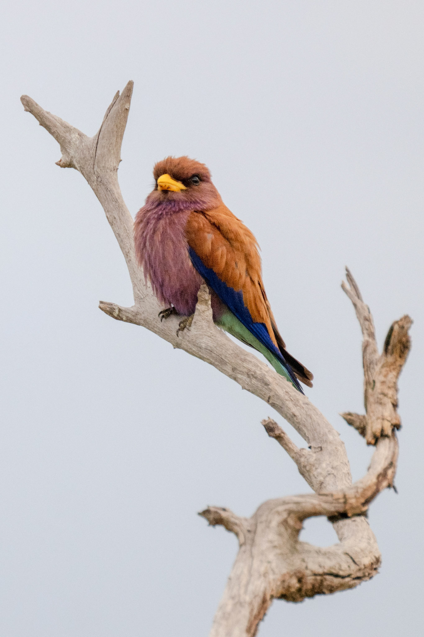 Broad-billed Roller