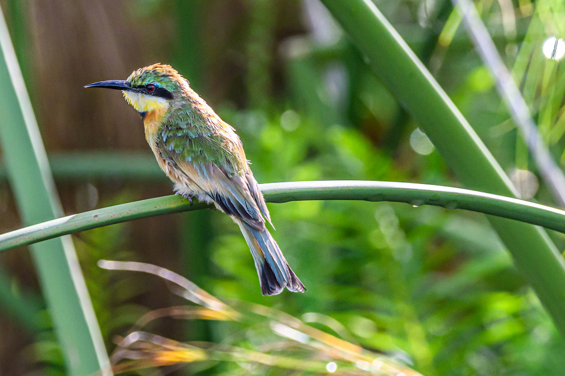 Blue-cheeked Bee-eater
