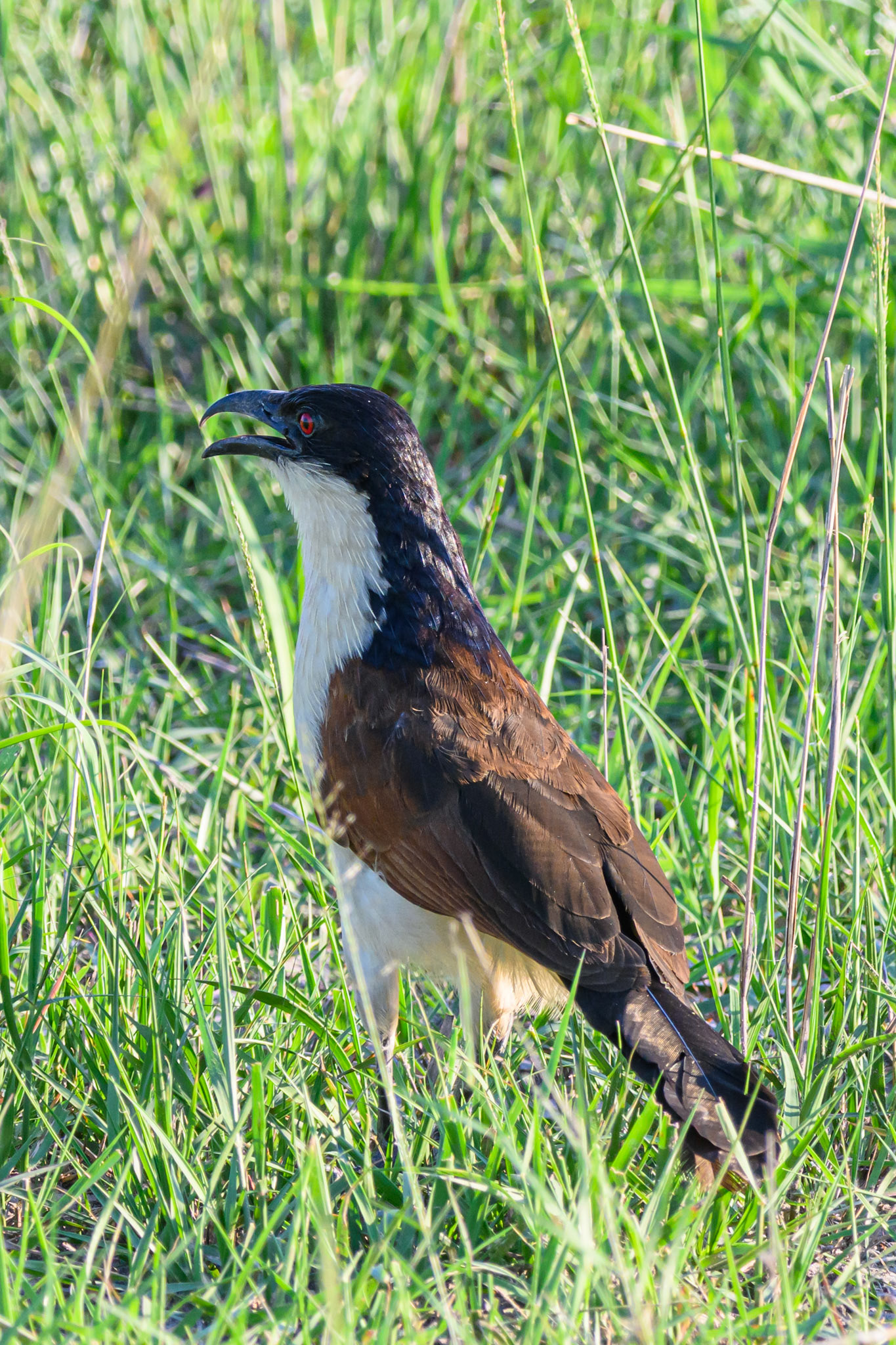 Coucal