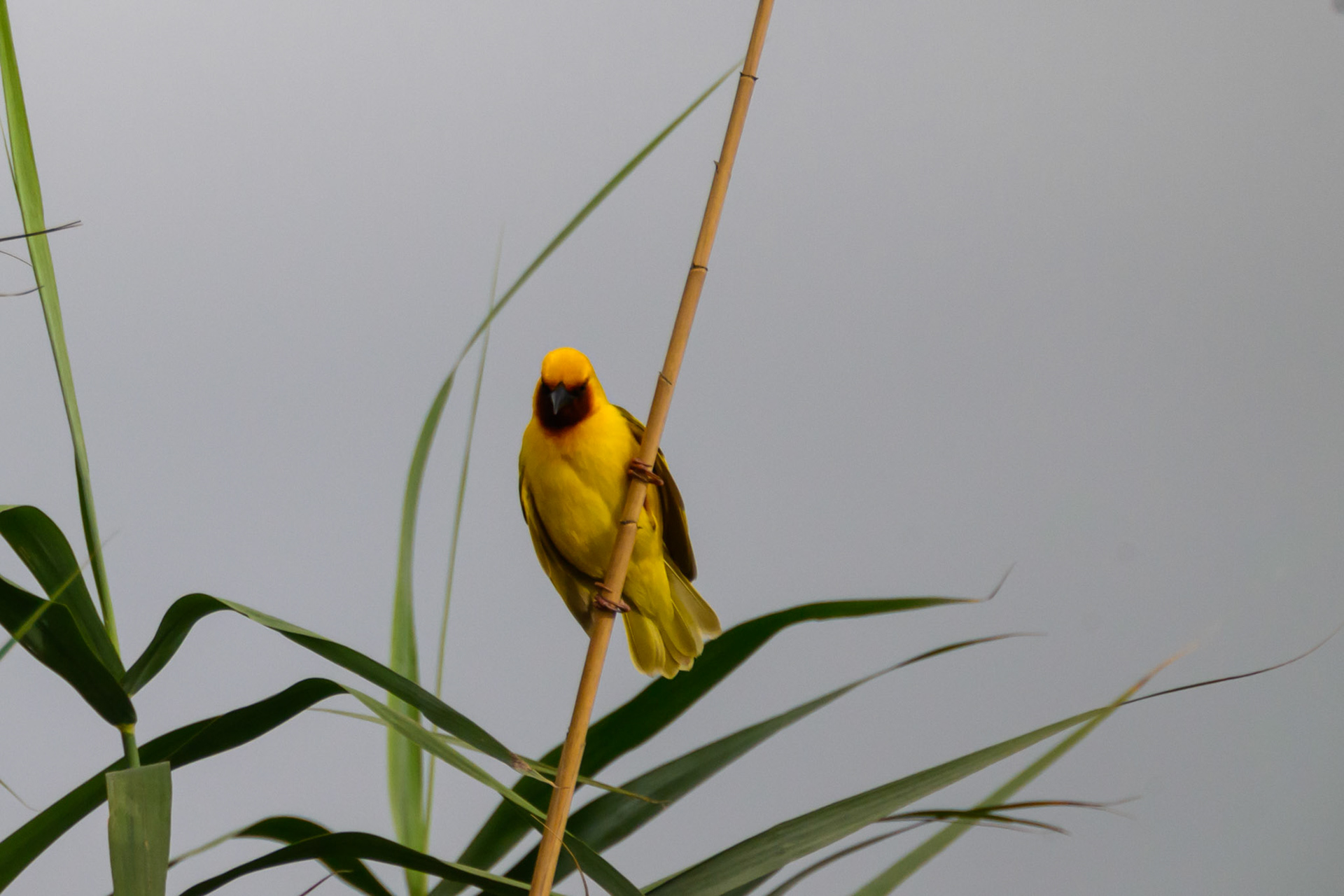 Brown-throated Weaver
