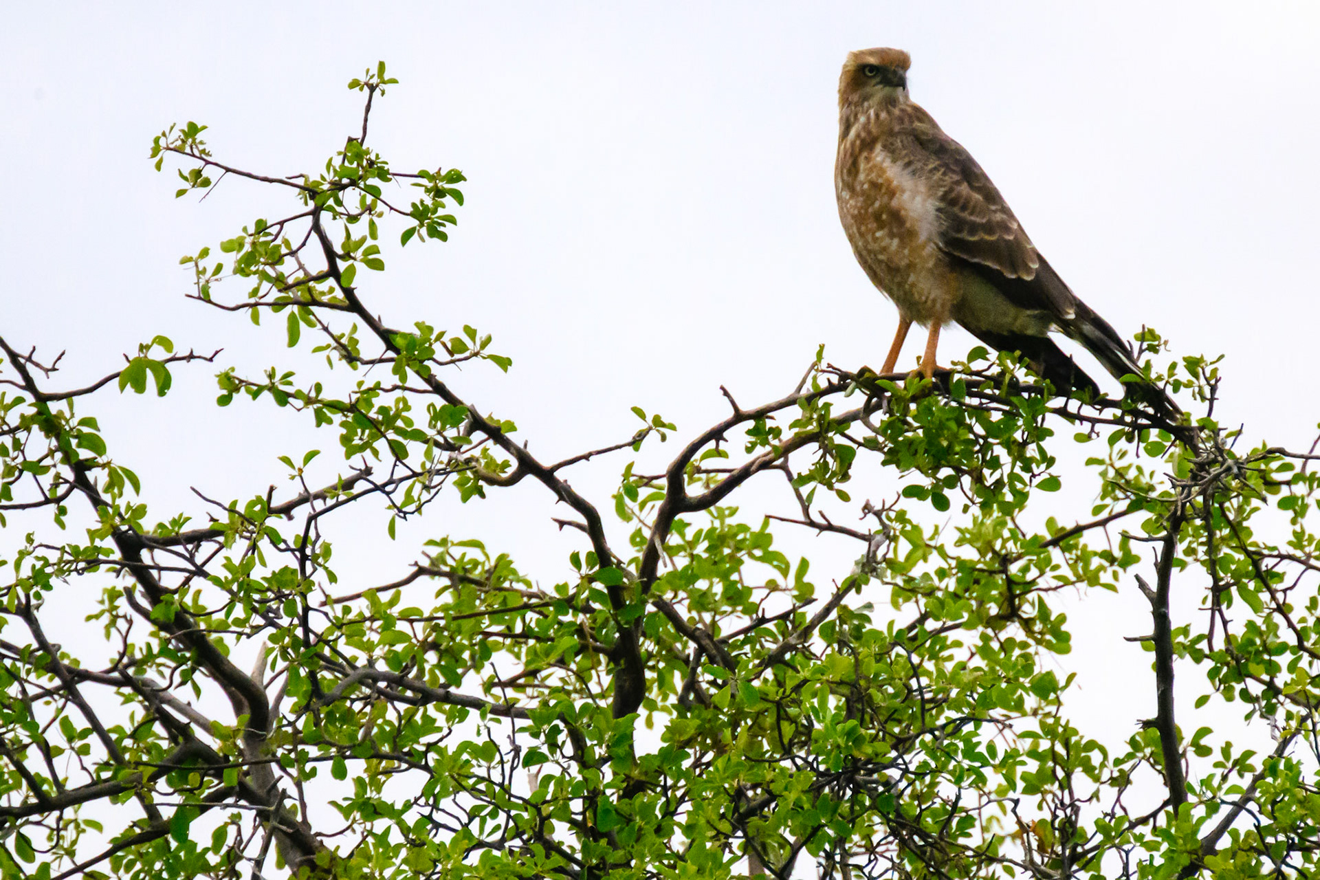 Pale Chanting Goshawk