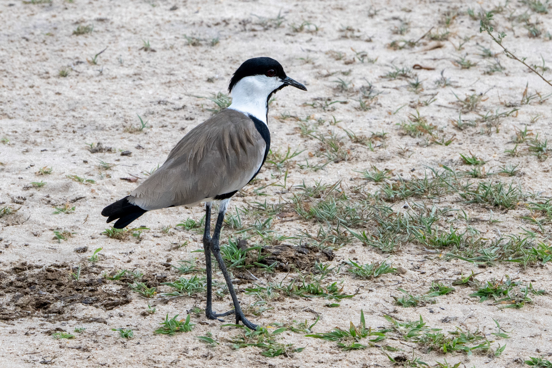 Spur-winged Plover