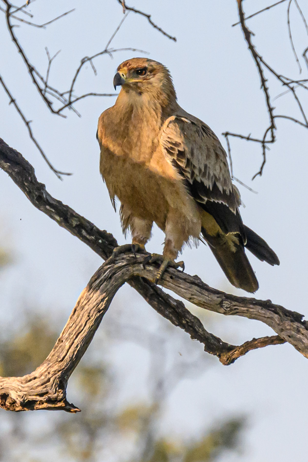 Tawny Eagle