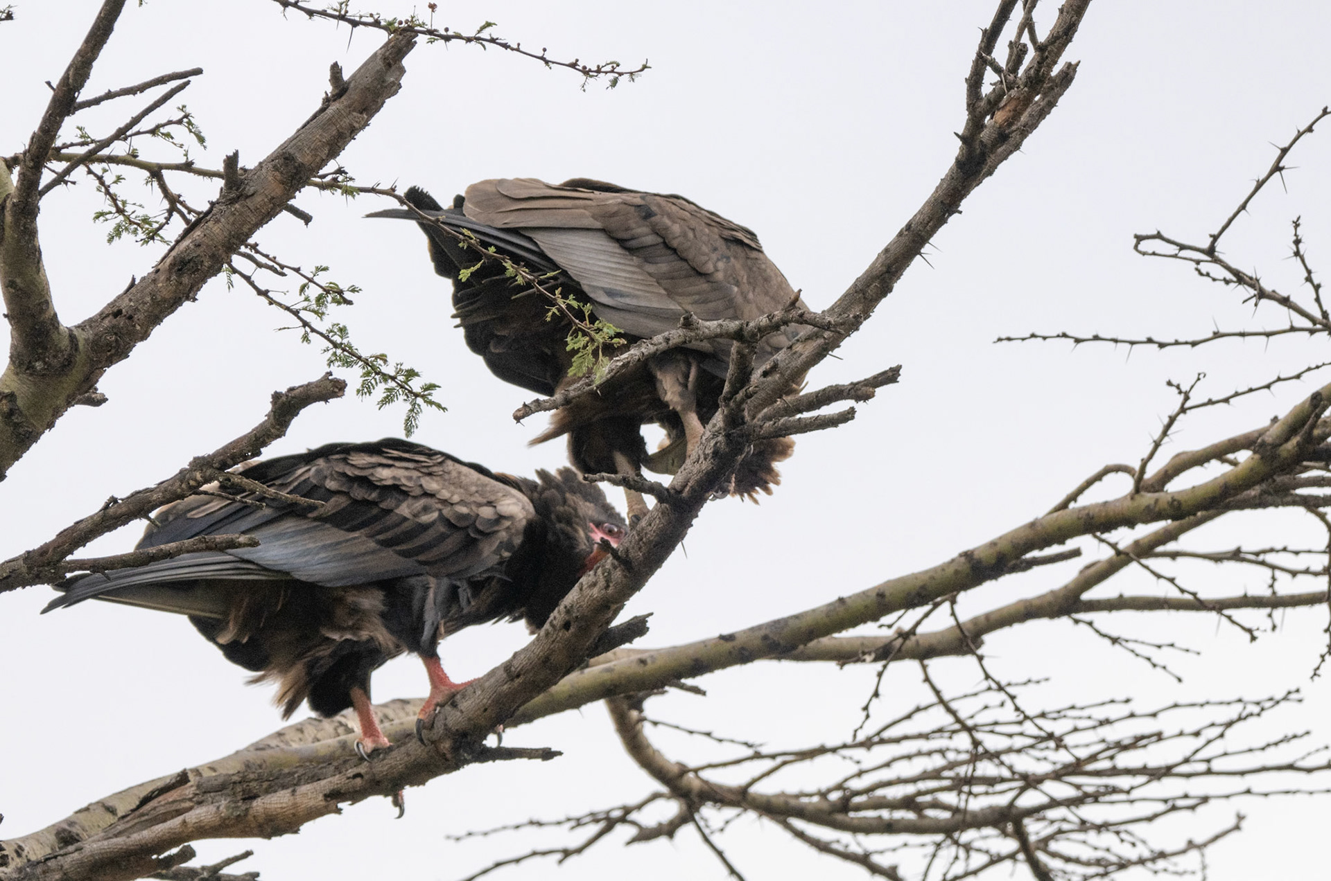 Bataleur Eagles, Juveniles