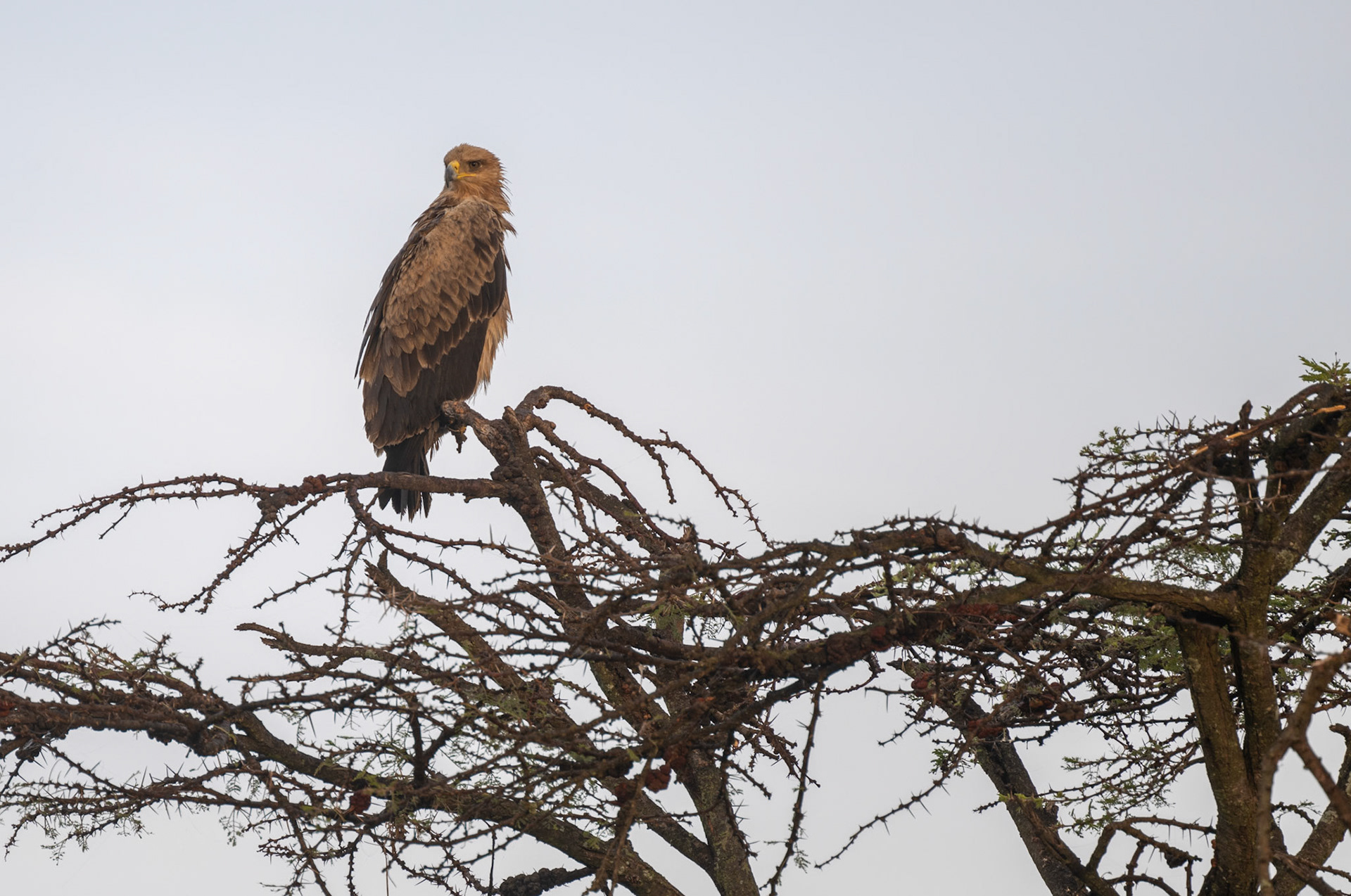 Tawny Eagle