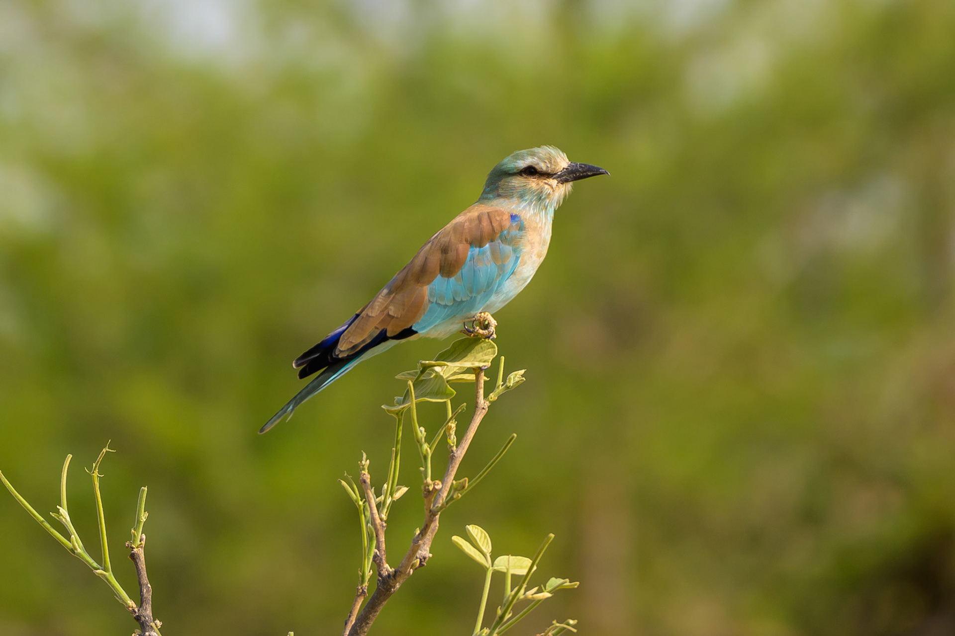 Eurasian Roller