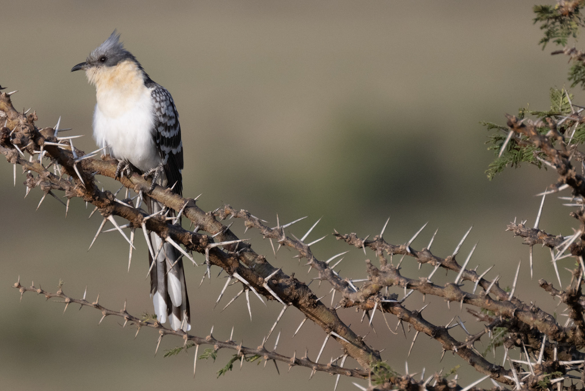 Great Spotted Cuckoo