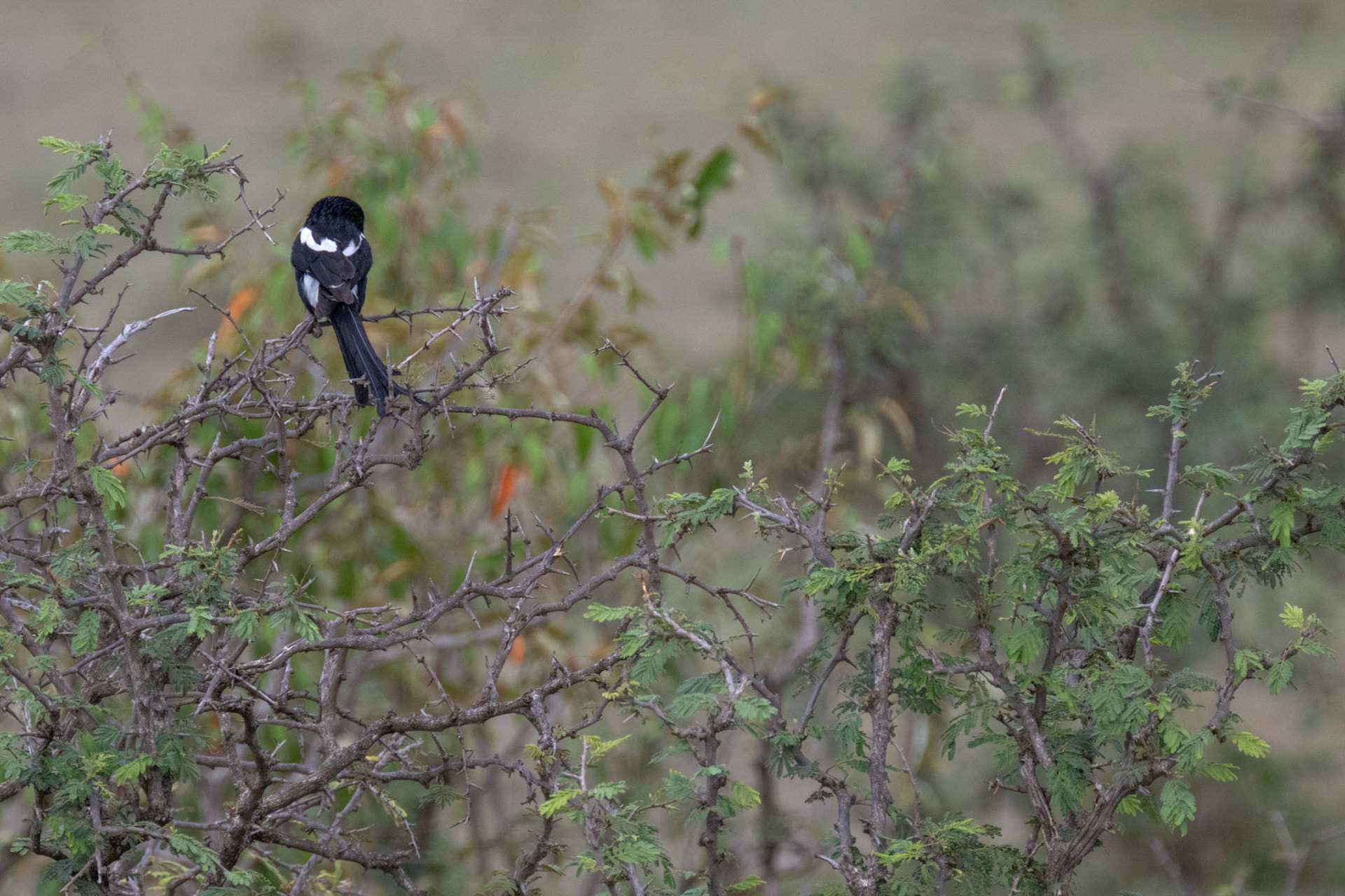 Magpie Shrike