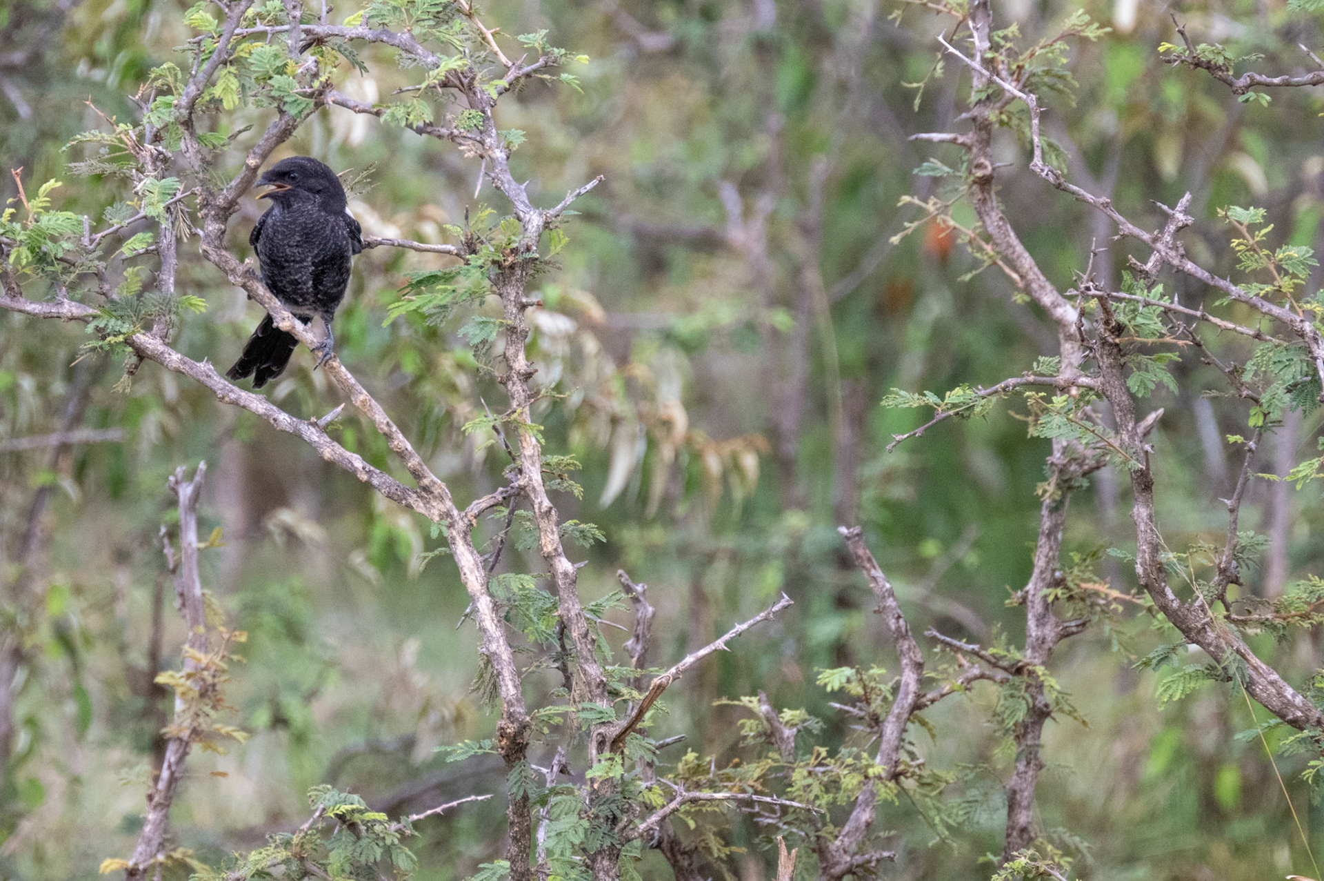 Fork-tailed Drongo (immature)