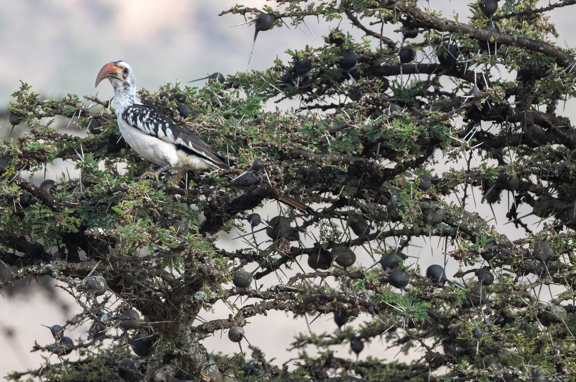Red-billed Hornbill