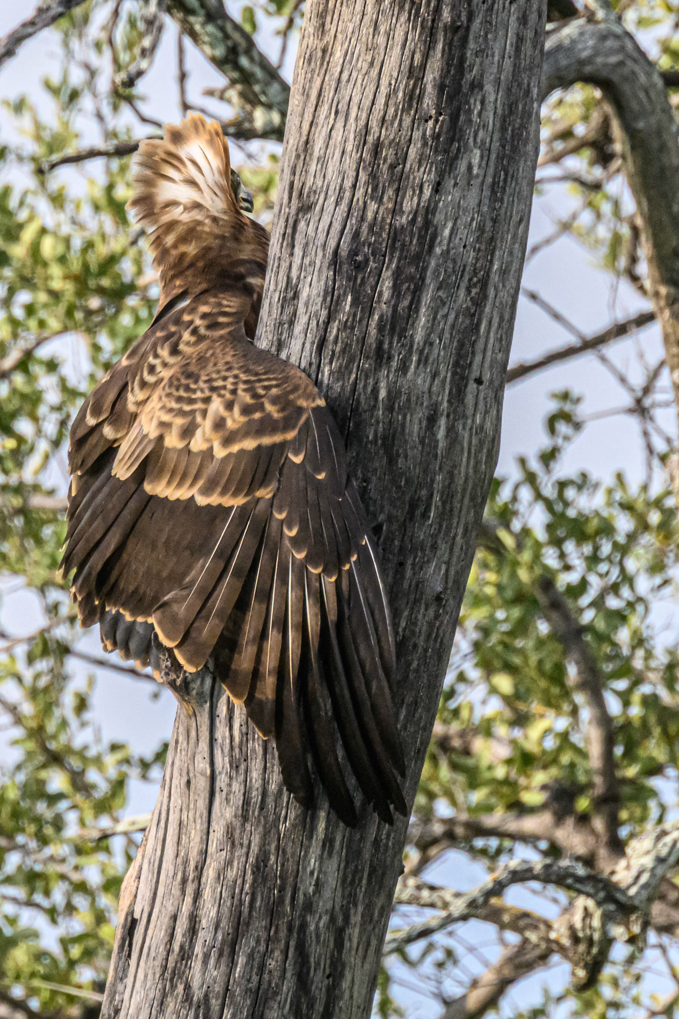 African Harrier-Hawk