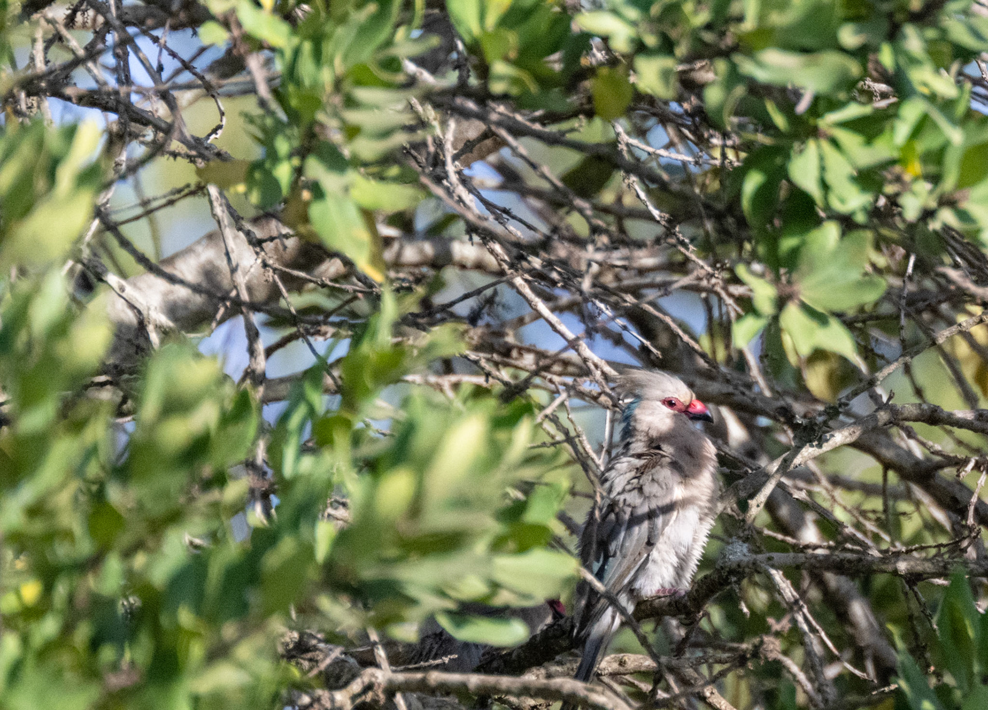 Blue-naped Mousebird