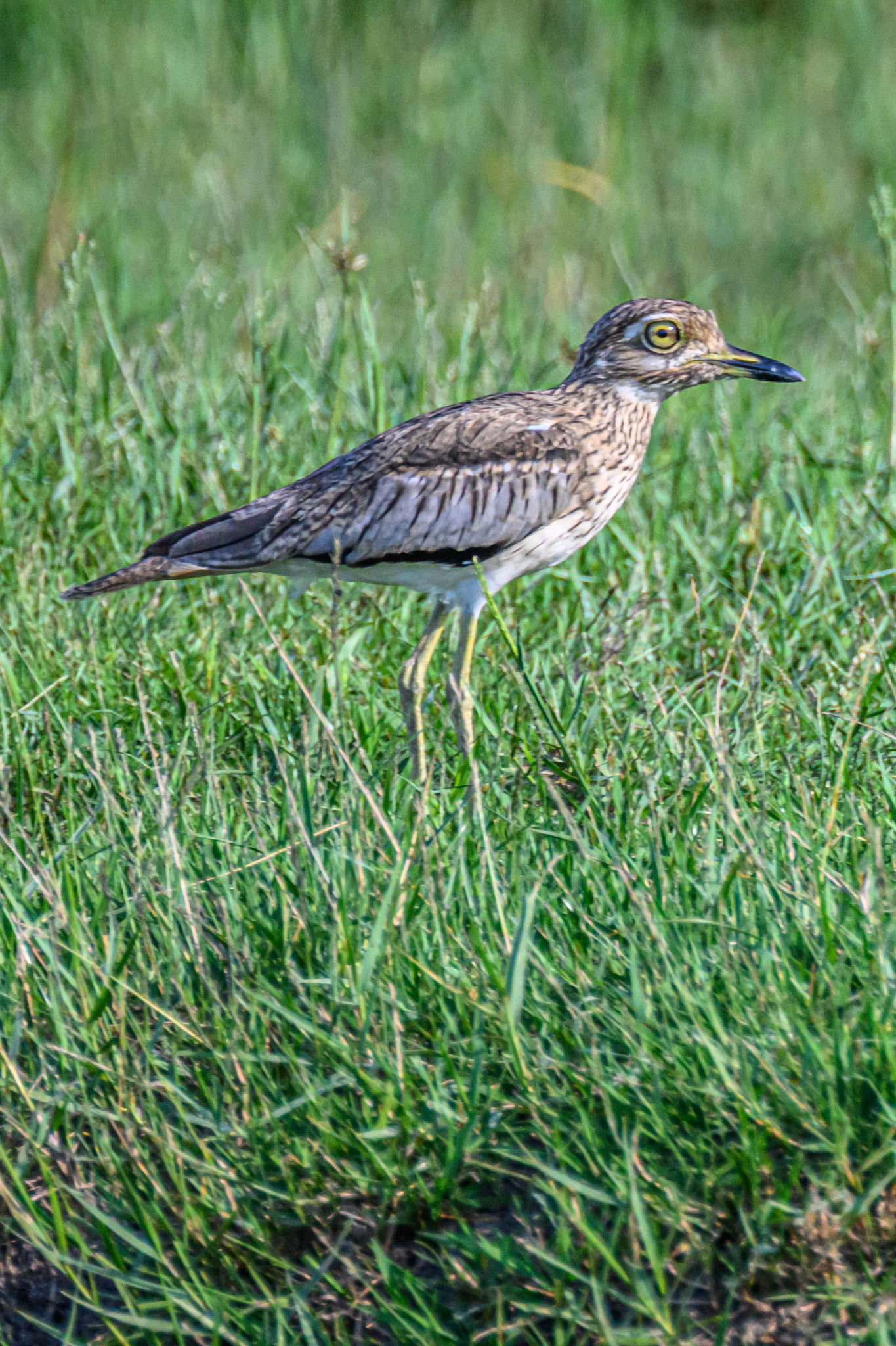 Thick-knee