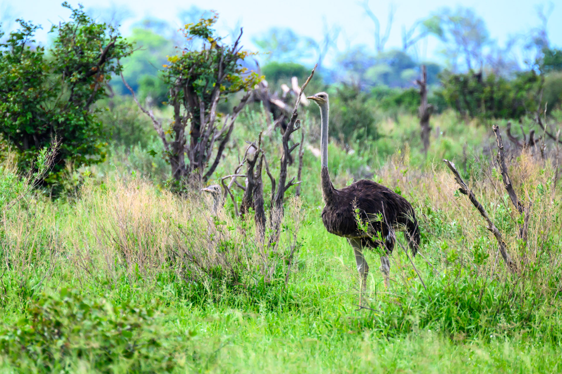 Male Ostrich