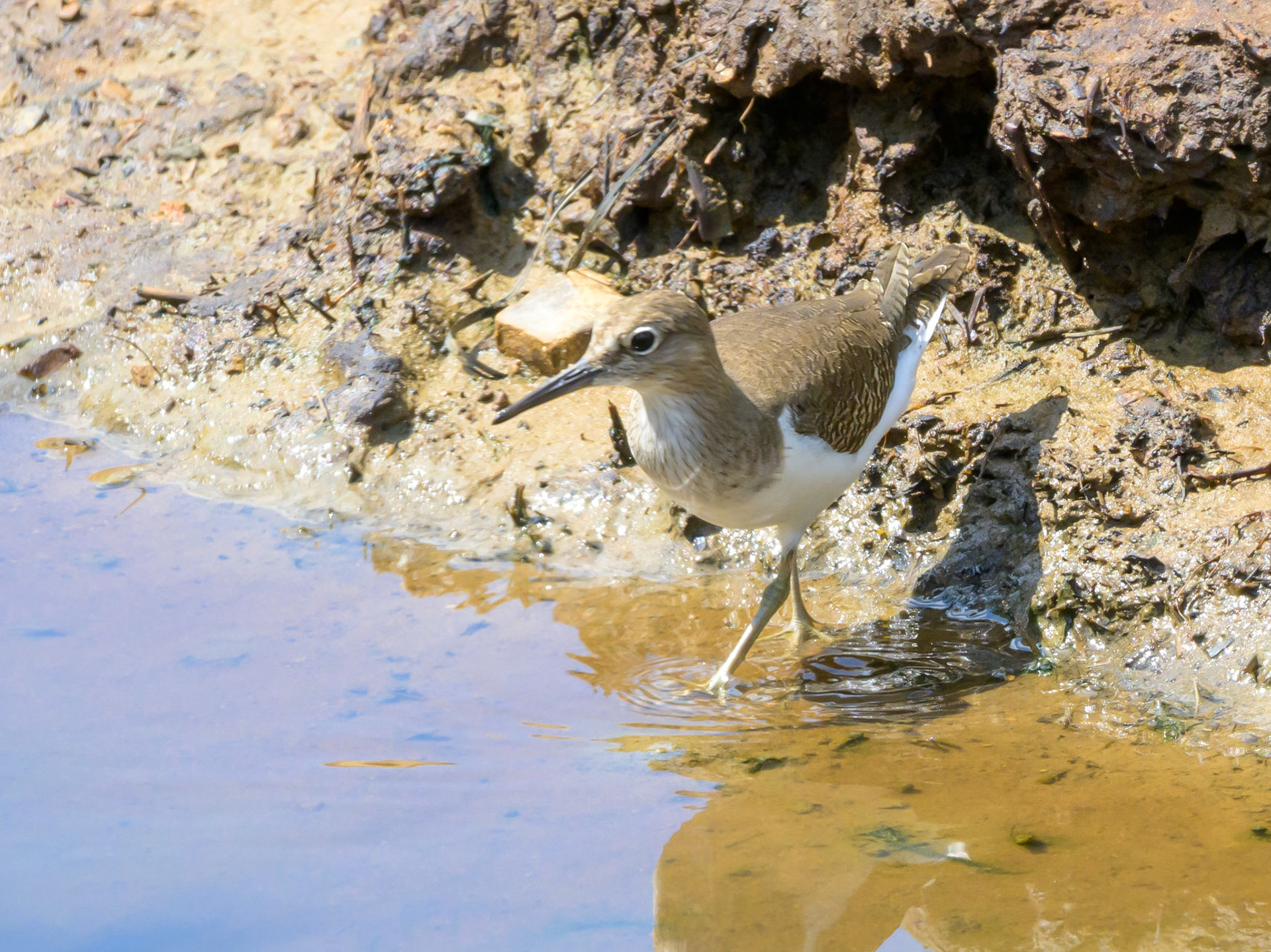 Common Sandpiper